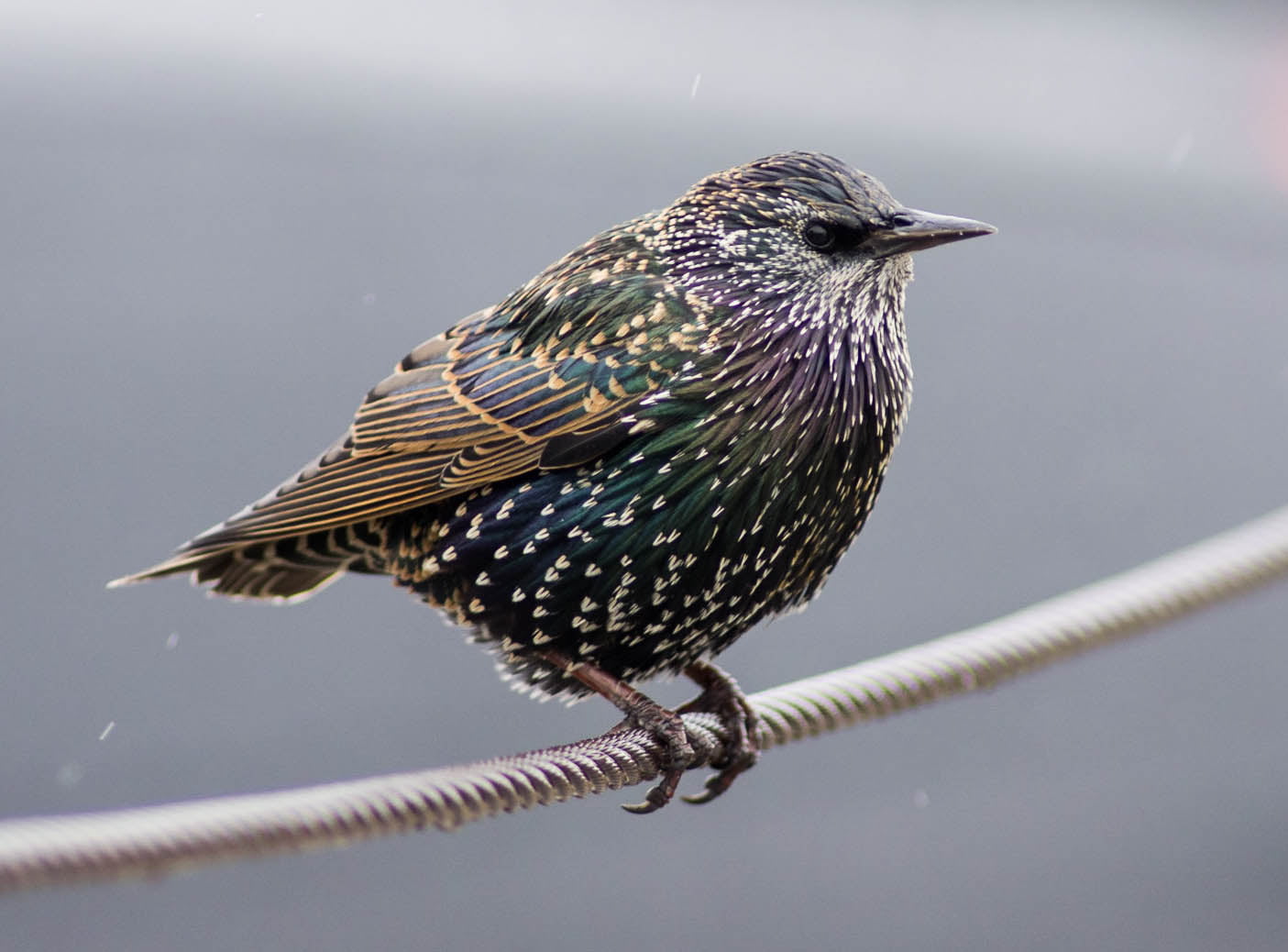 European Starling, nature, green, tamron, beak, bird, k5, starling, pentax, short, animal, f28, european, wire, perching, 720P, black, wildlife, HD Wallpaper
