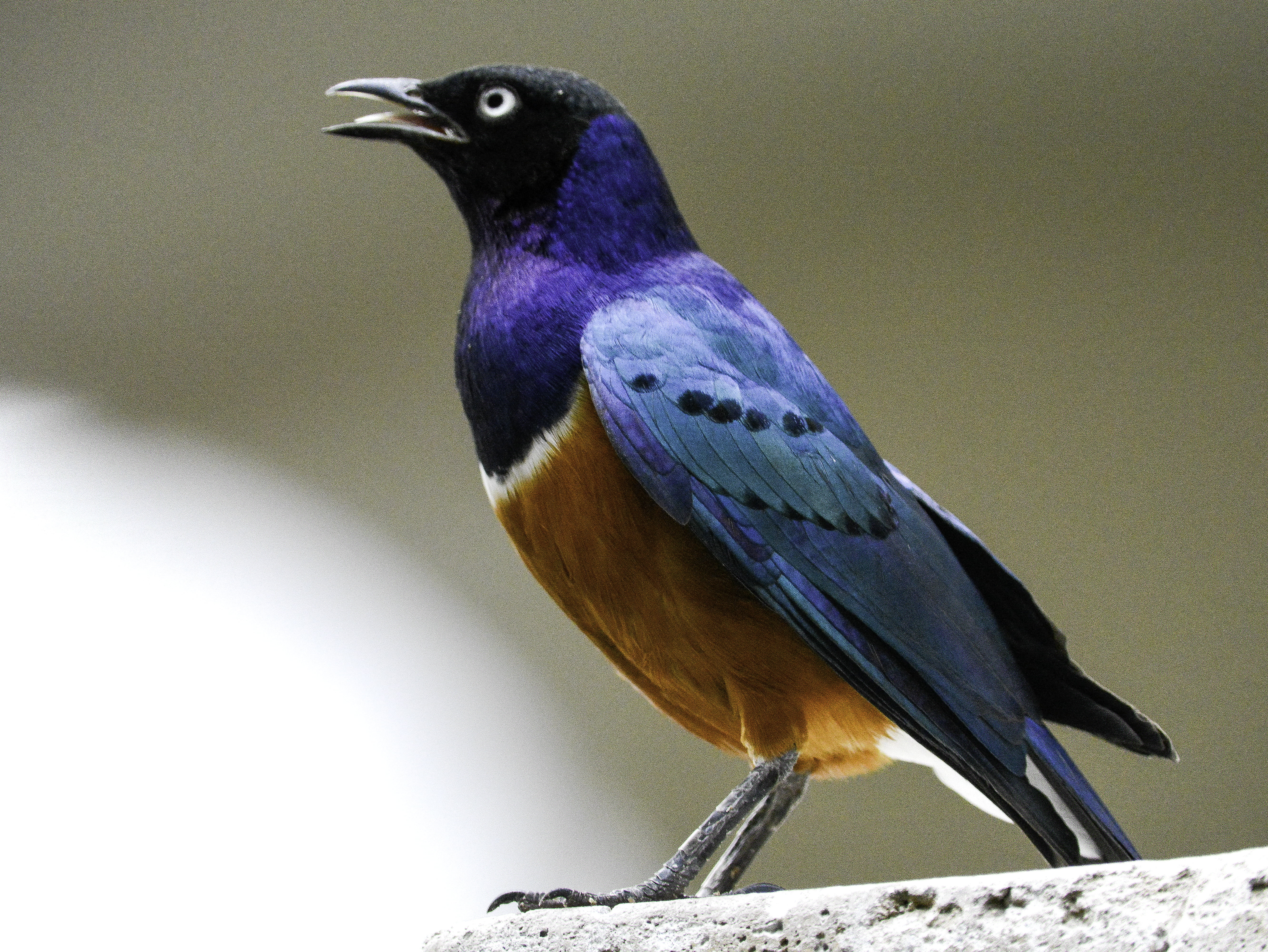 superb, shallow, Superb Starling, starling, bird, focus, brown, blue, wildlife, lock, photography, nature, animals In The Wild, bird Watching, feather, HD Wallpaper