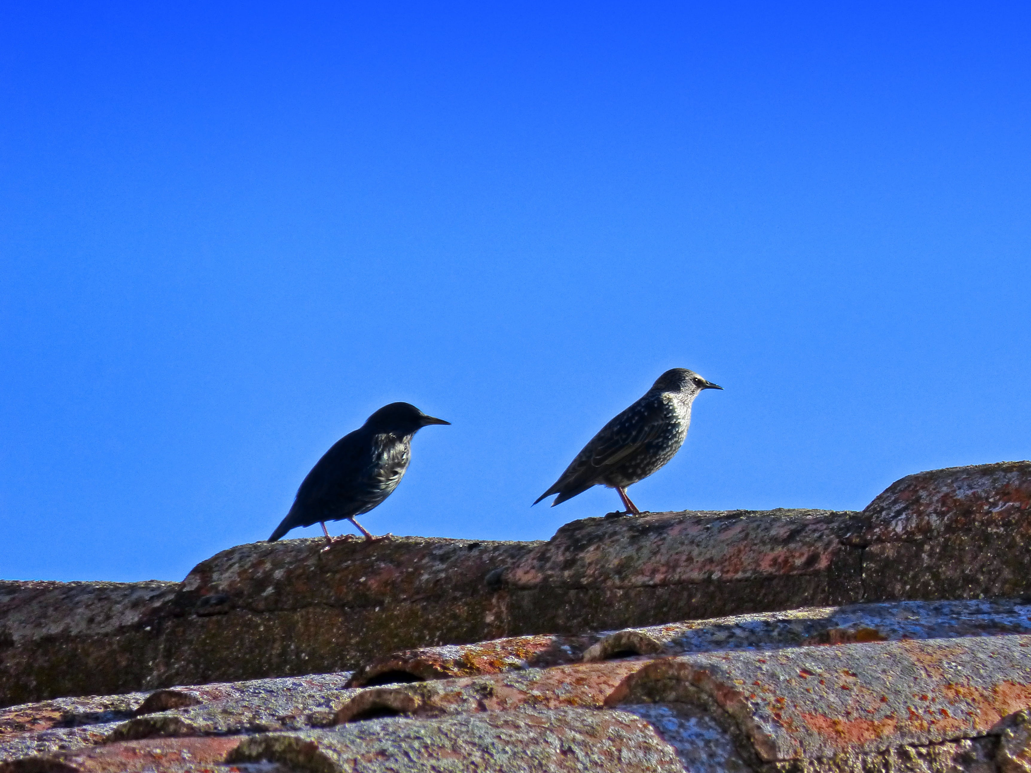 sky, side view, animal themes, clear sky, vertebrate, copy space, animal, animals in the wild, animal wildlife, rock - object, blue, group of animals, roof, HD Wallpaper
