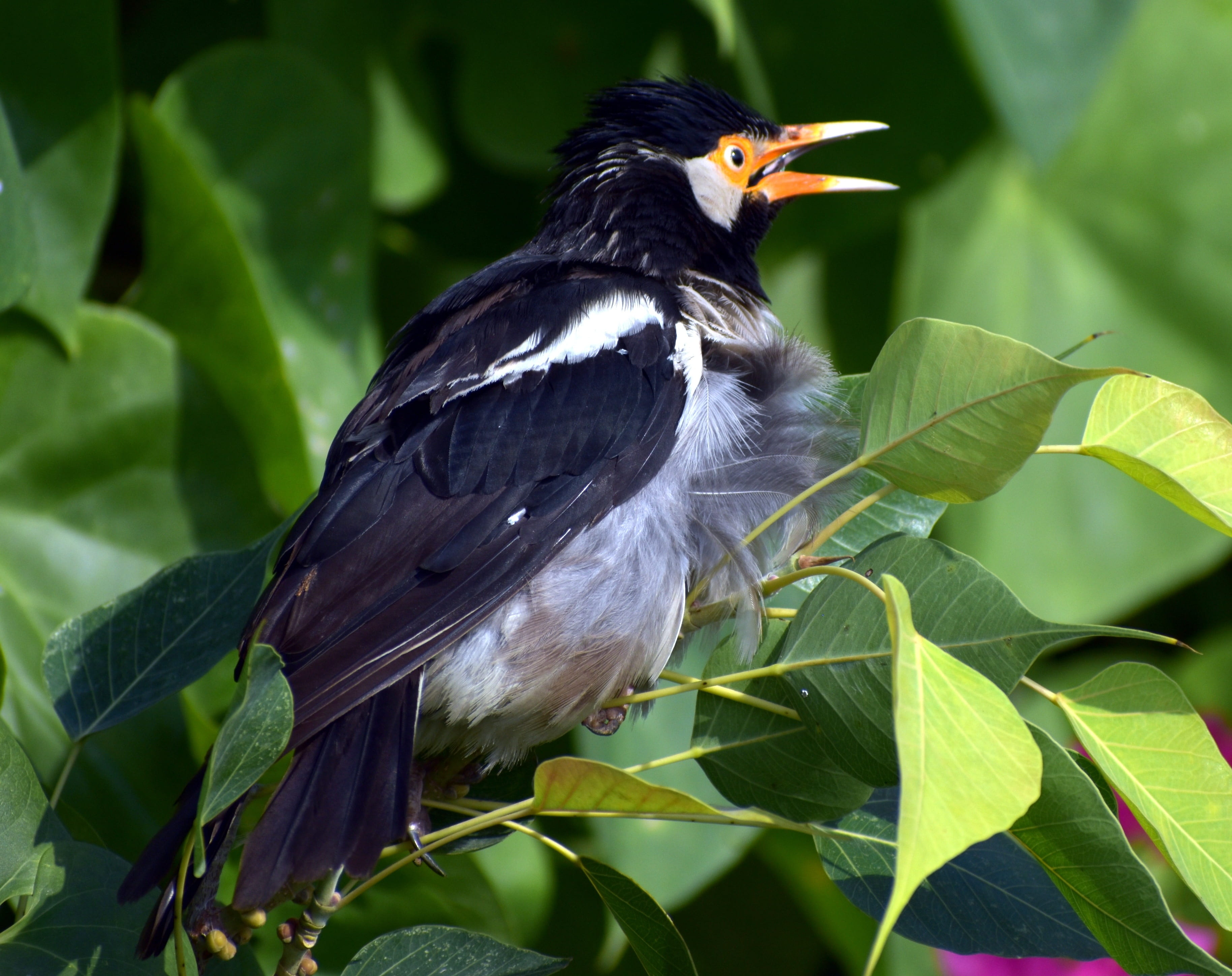 orange beak, outdoors, animals in the wild, 2K, animal wildlife, asian pied starling, one animal, pied myna, branch, animal, perching, day, blackbird, HD Wallpaper
