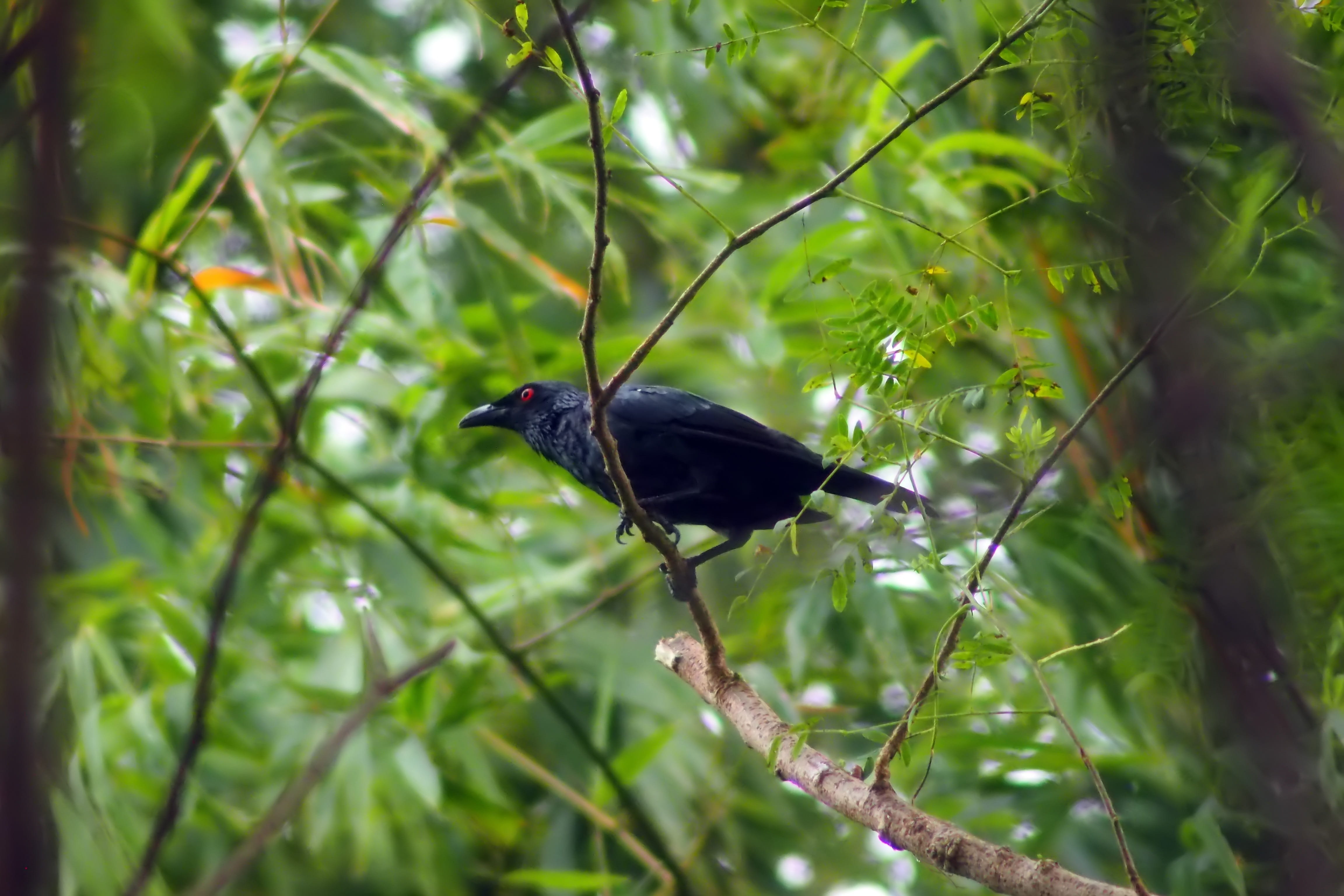 day, bird, growth, animal themes, starling, black color, perching, tree, selective focus, plant, wildlife, outdoors, animal, natural, nature, branch, animals in the wild, HD Wallpaper