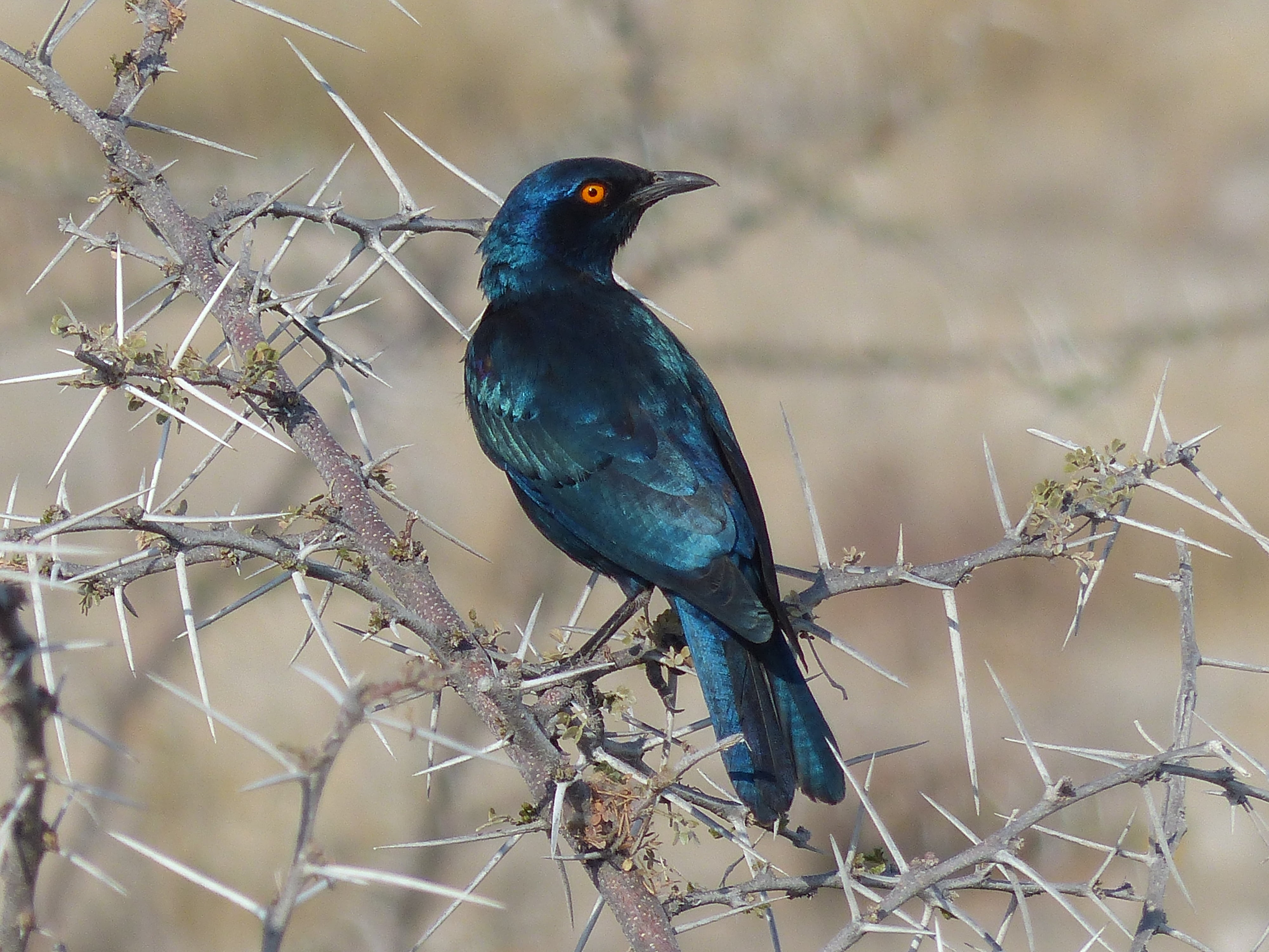 selective focus, perching, glossy-starling, animals in the wild, animal, vertebrate, 4K, twig, one animal, animal themes, blue, day, beauty in nature, HD Wallpaper
