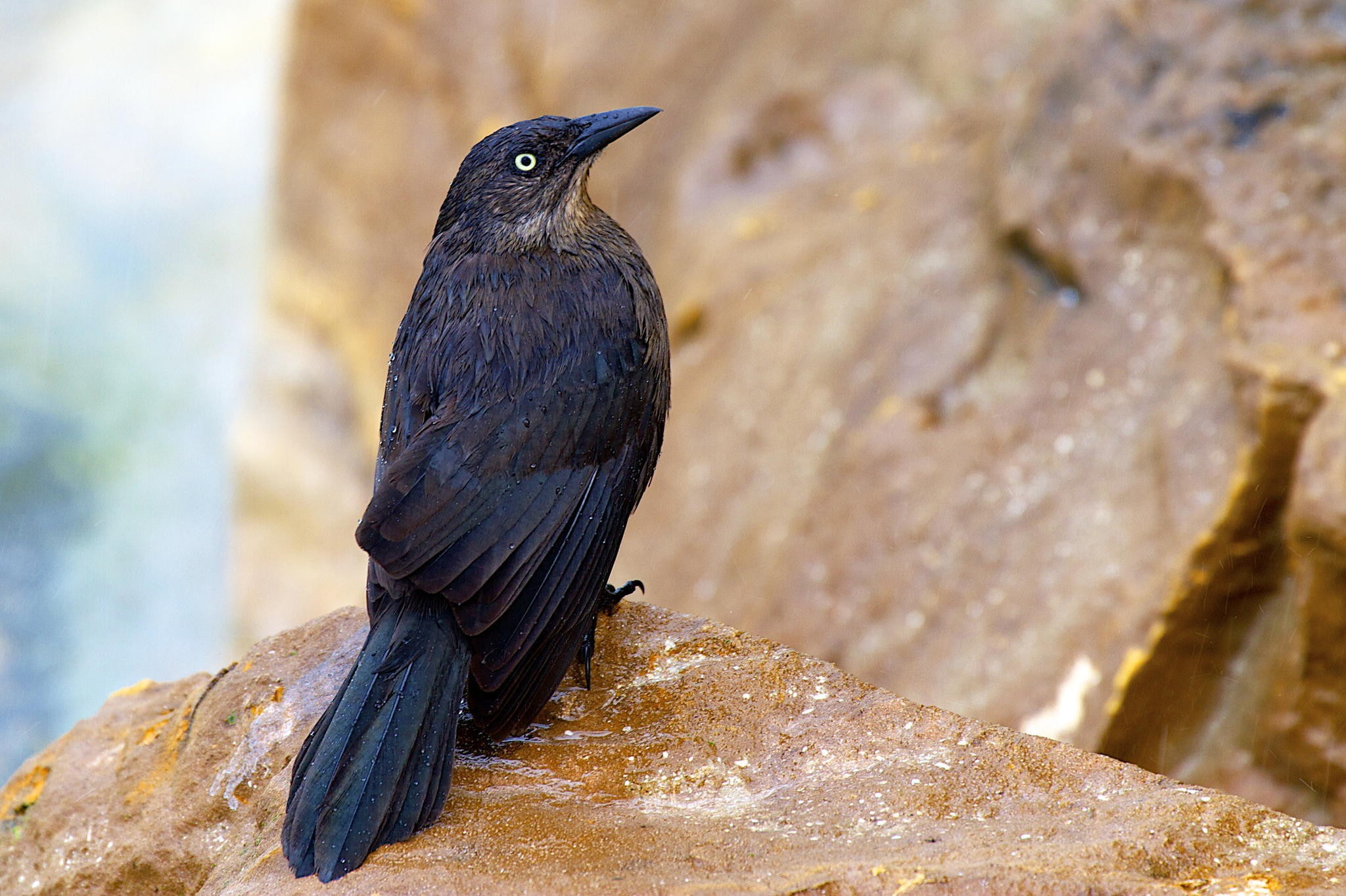 animal, no people, focus on foreground, zoology, perching, rock - object, animals, crow, animal wildlife, animals in the wild, animal themes, vertebrate, HD Wallpaper