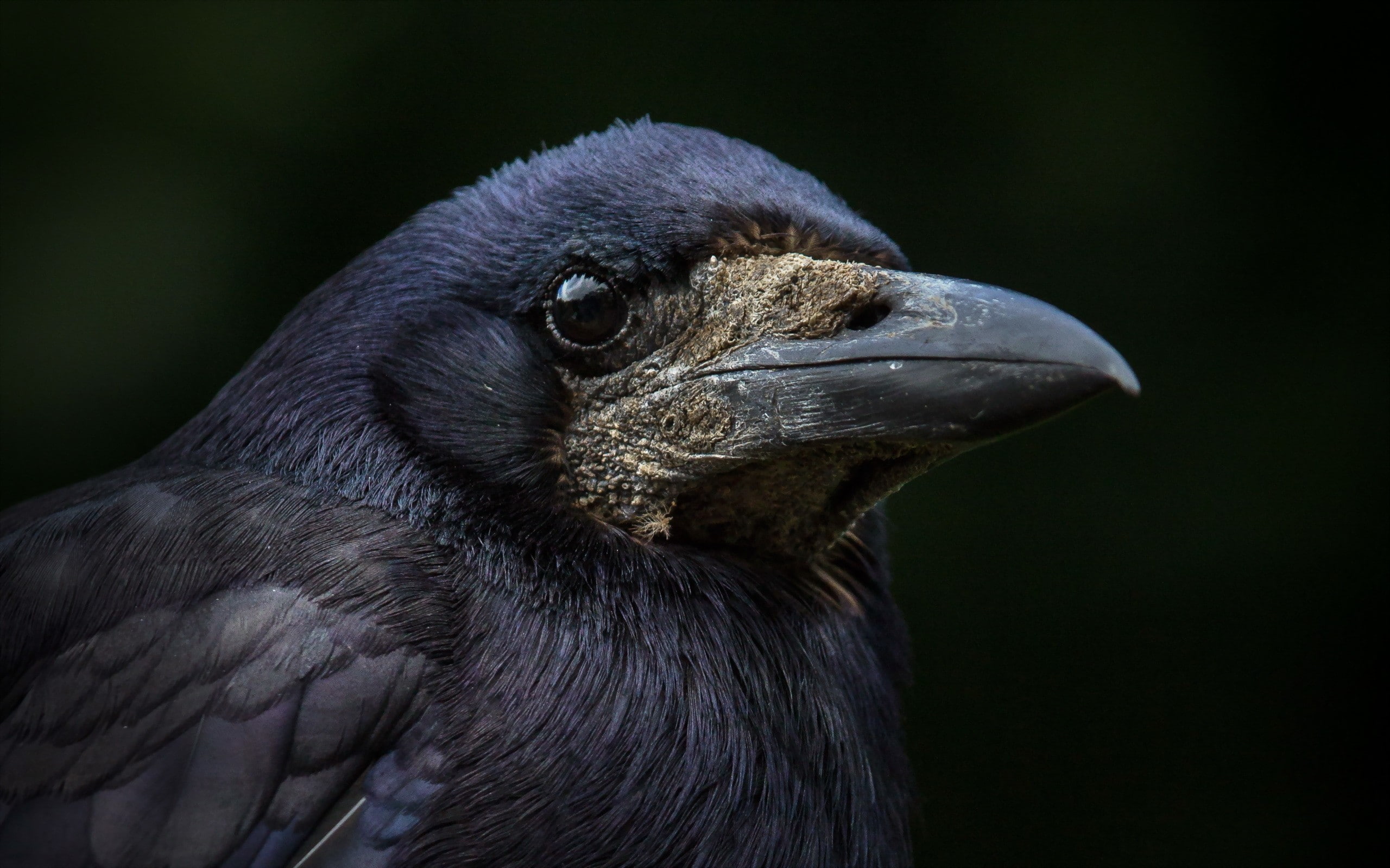 animals, birds, 2K, crow, macro, HD Wallpaper