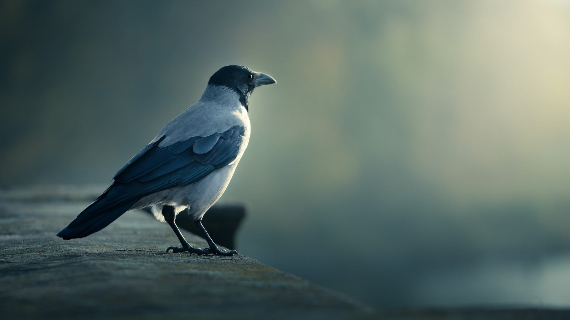 animal, European magpie, animal wildlife, selective focus, full length, close-up, birds, wall, outdoors, 1080P, crow, side view, beauty in nature, perching, HD Wallpaper