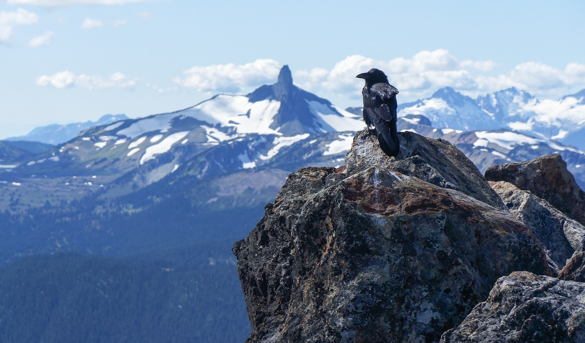 birds, 1080P, animals, landscape, crow, HD Wallpaper
