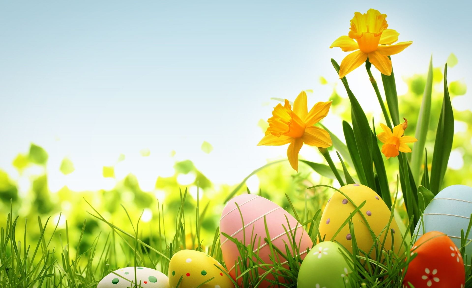 happy, Springtime, celebration, Flowers, multi colored, Holiday, sky, 1080P, Daffodils, flower, grass, flowering plant, food, outdoors, holiday - event, HD Wallpaper