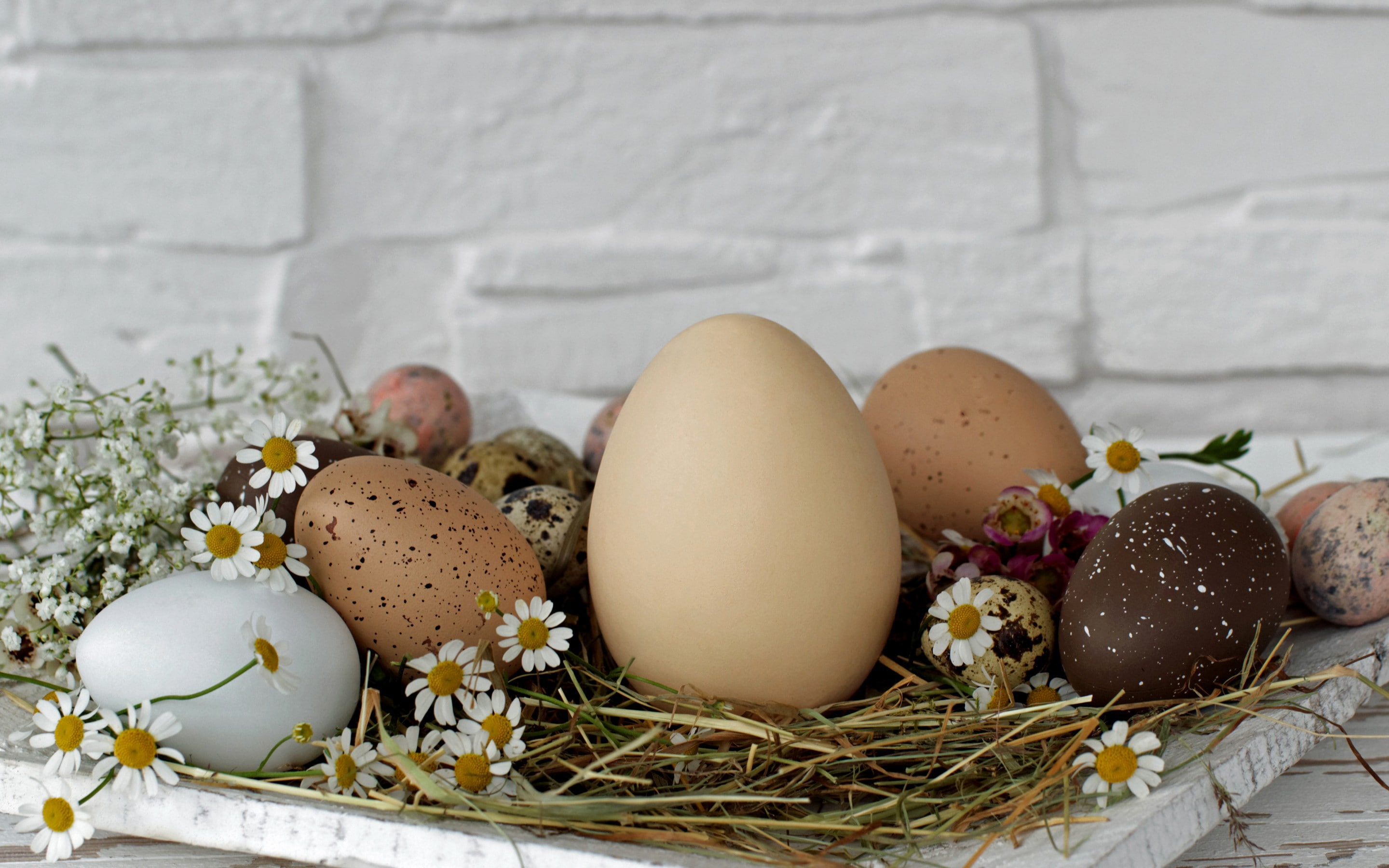egg, flowers, wall, Easter, daisies, holiday, 2K, Krashenki, lot, hay, eggs, stand, HD Wallpaper