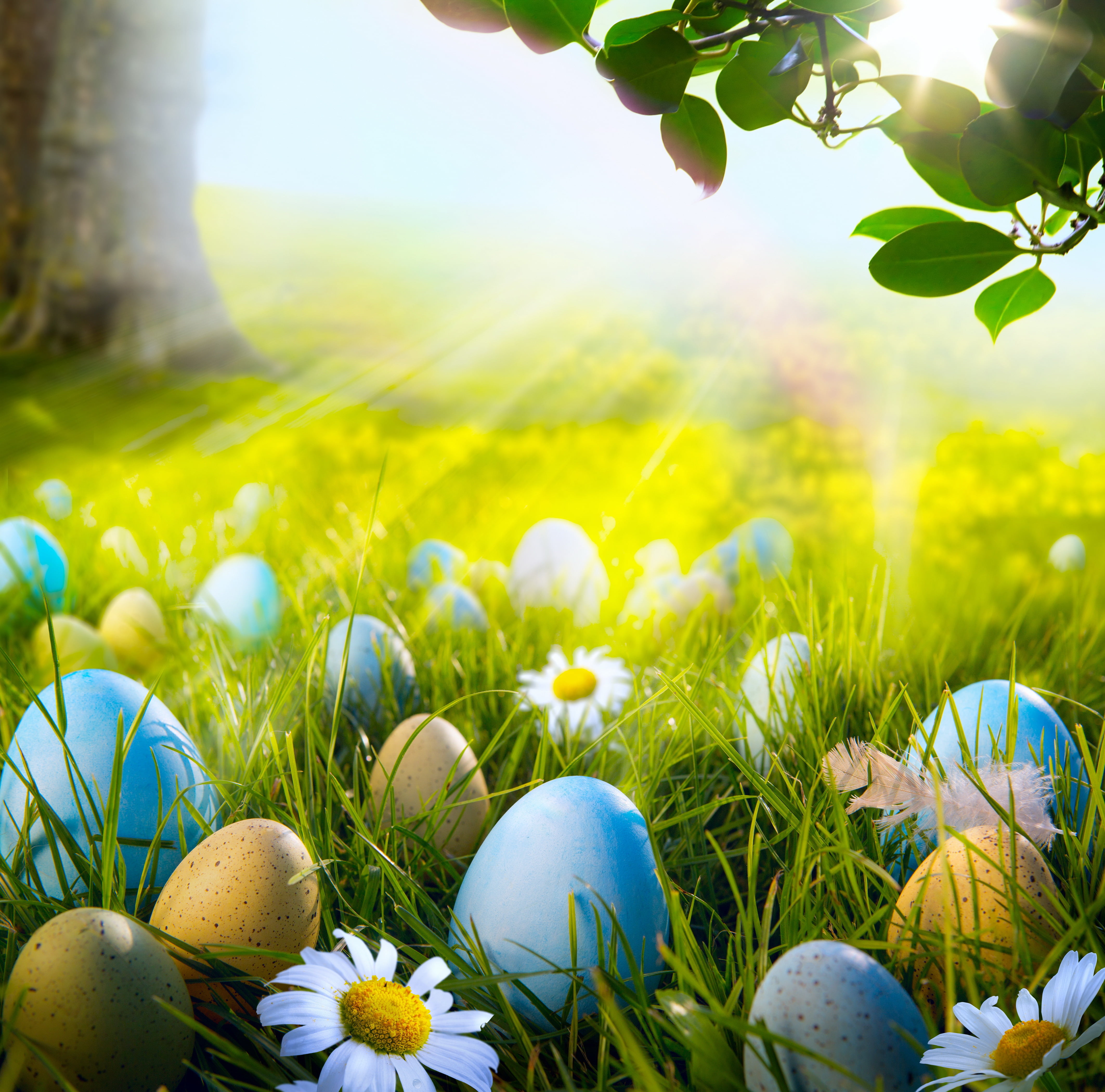 lot, meadow, land, easter egg, the sun, freshness, flower, beauty in nature, nature, green color, holiday, light, flowers, springtime, Easter, plain, plant, HD Wallpaper