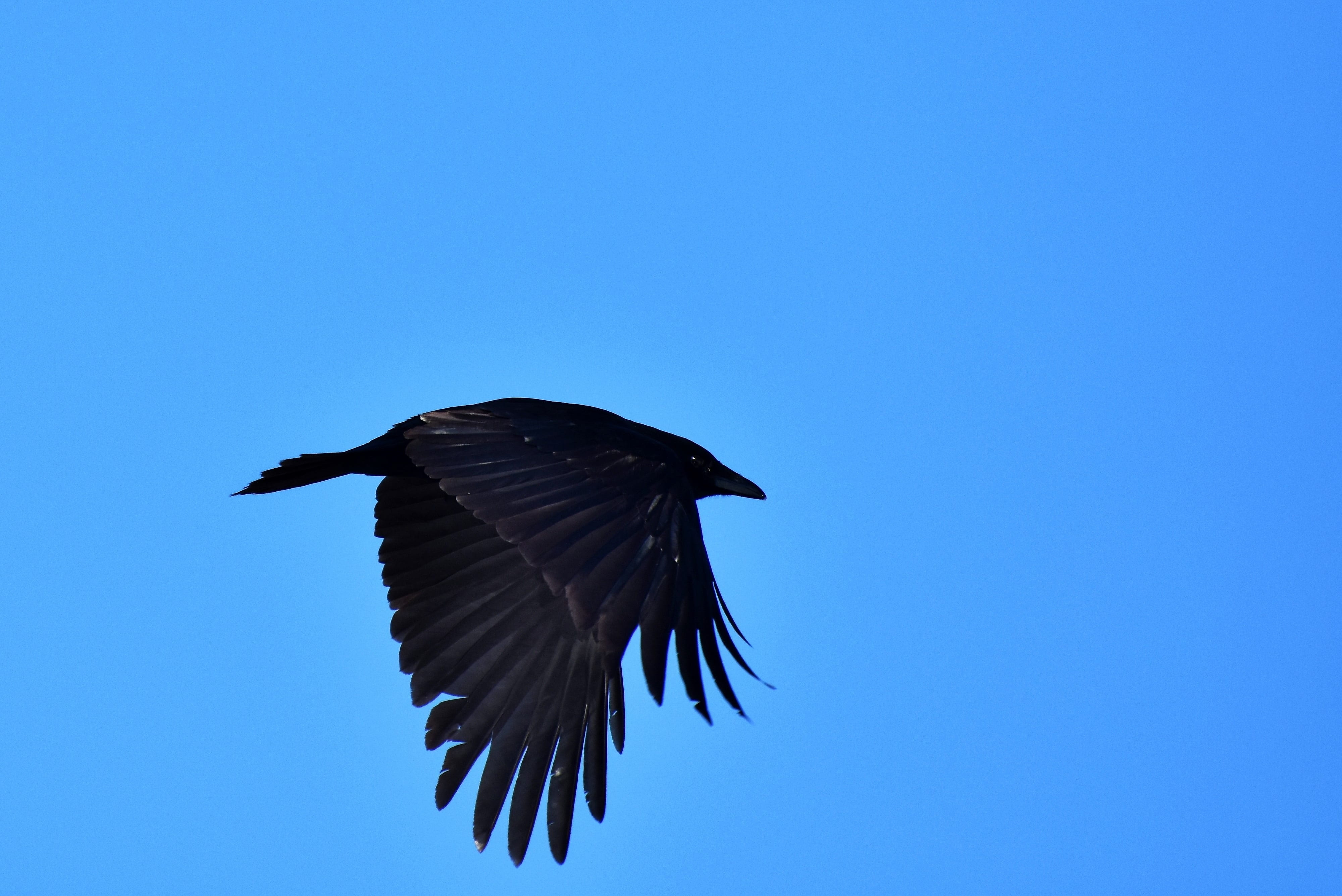 low angle view, animal body part, one animal, carrion crow, 4K, sky, animal, raven, copy space, mid-air, plumage, scavengers, animals in the wild, day, HD Wallpaper