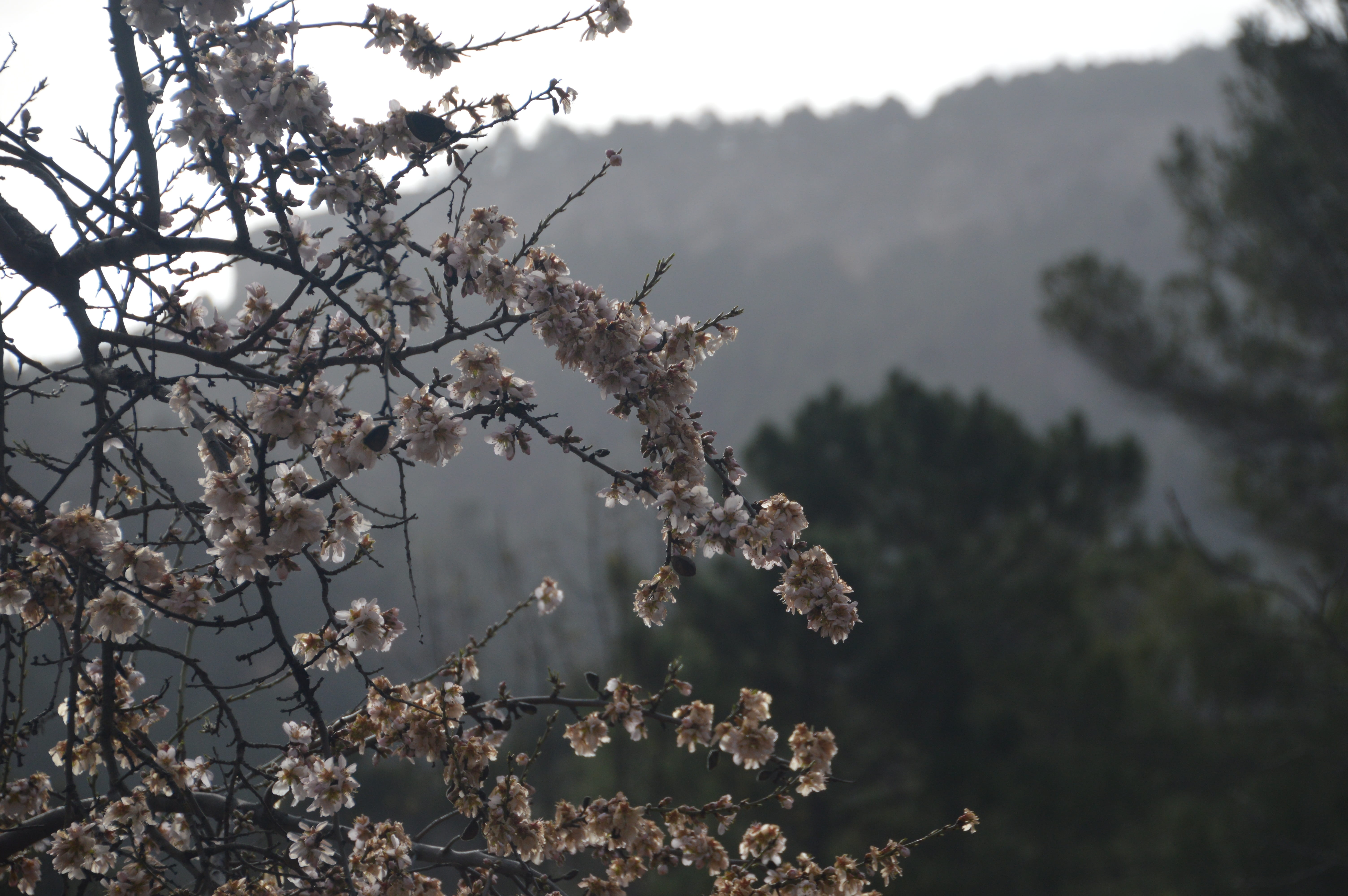 tree, freshness, focus on foreground, flowering plant, plant, tranquility, blossom, waterfall, close-up, outdoors, fragility, jklm, 5K, growth, albacete, HD Wallpaper