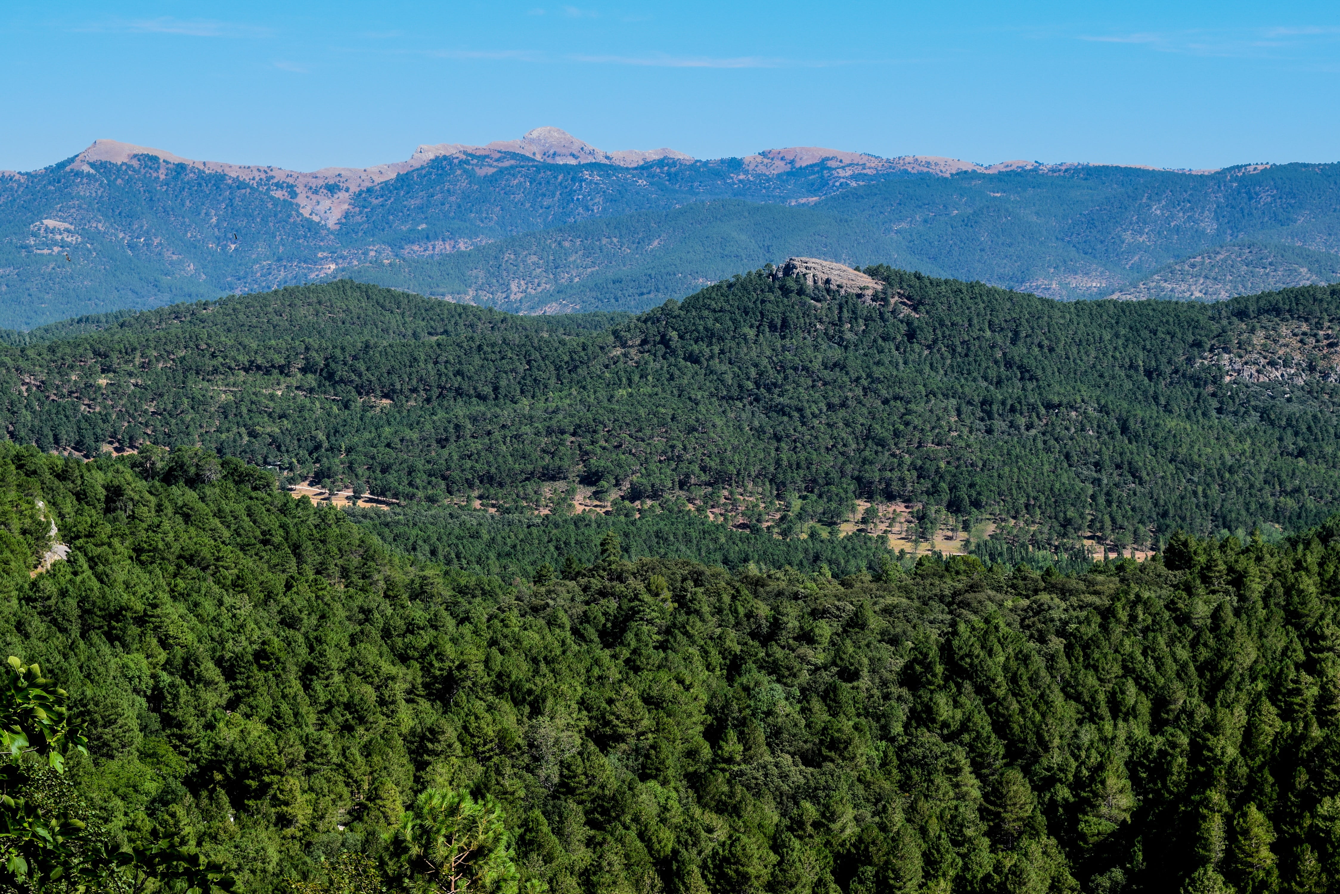 lush foliage, albacete, 4K, coniferous tree, nature, non-urban scene, tranquil scene, beauty in nature, plant, growth, land, landscape, sky, mountain, HD Wallpaper