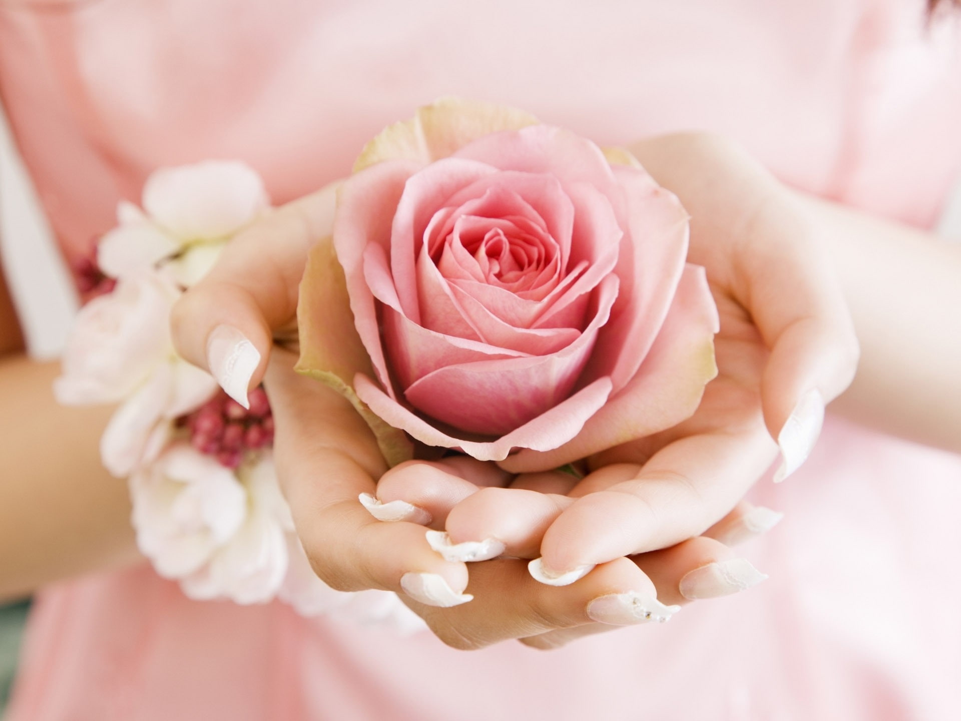 1080P, TagNotAllowedTooSubjective, photography, hd, hands, roses, art, Flowers, PINK, abstract, HD Wallpaper