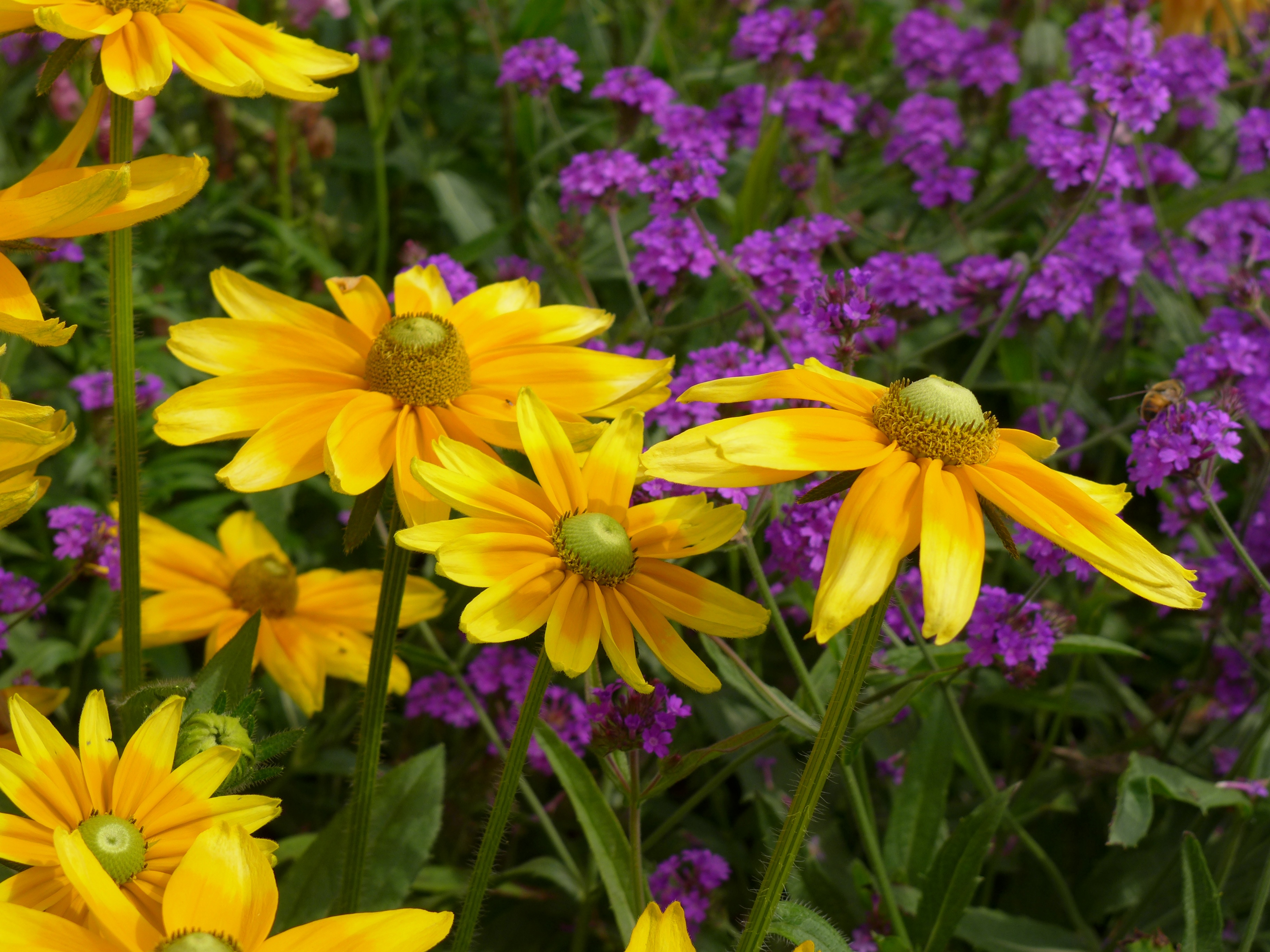 inflorescence, complementary color contrast, summer flowers, flower, plant, day, close, flora, 2K, flower chalice, vulnerability, sun, sunny, close-up, HD Wallpaper