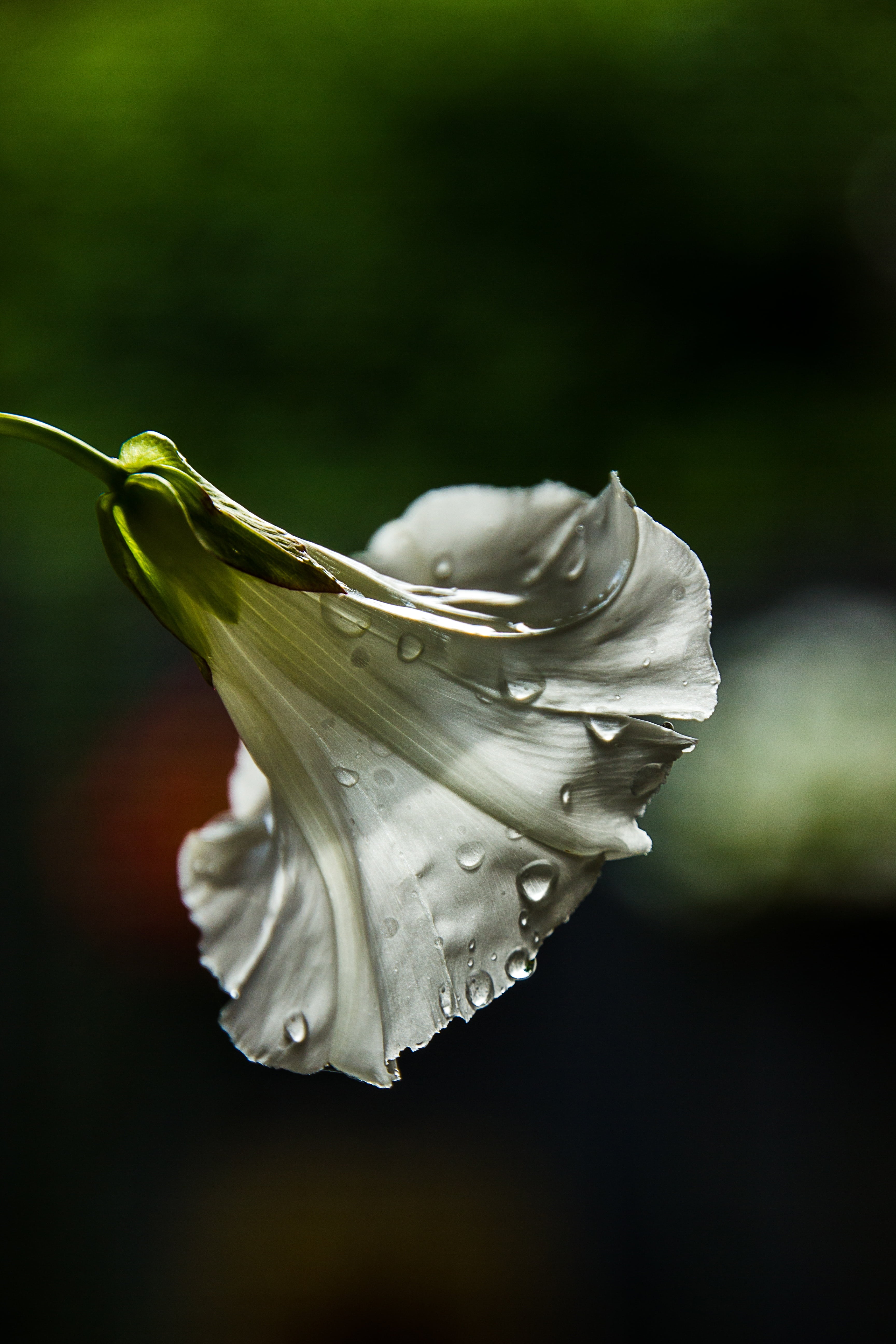 no people, bindweed, growth, fragility, drop, nature, focus on foreground, vulnerability, 5K, plant, day, flowers, green color, inflorescence, weeds, petal, Phone HD Wallpaper