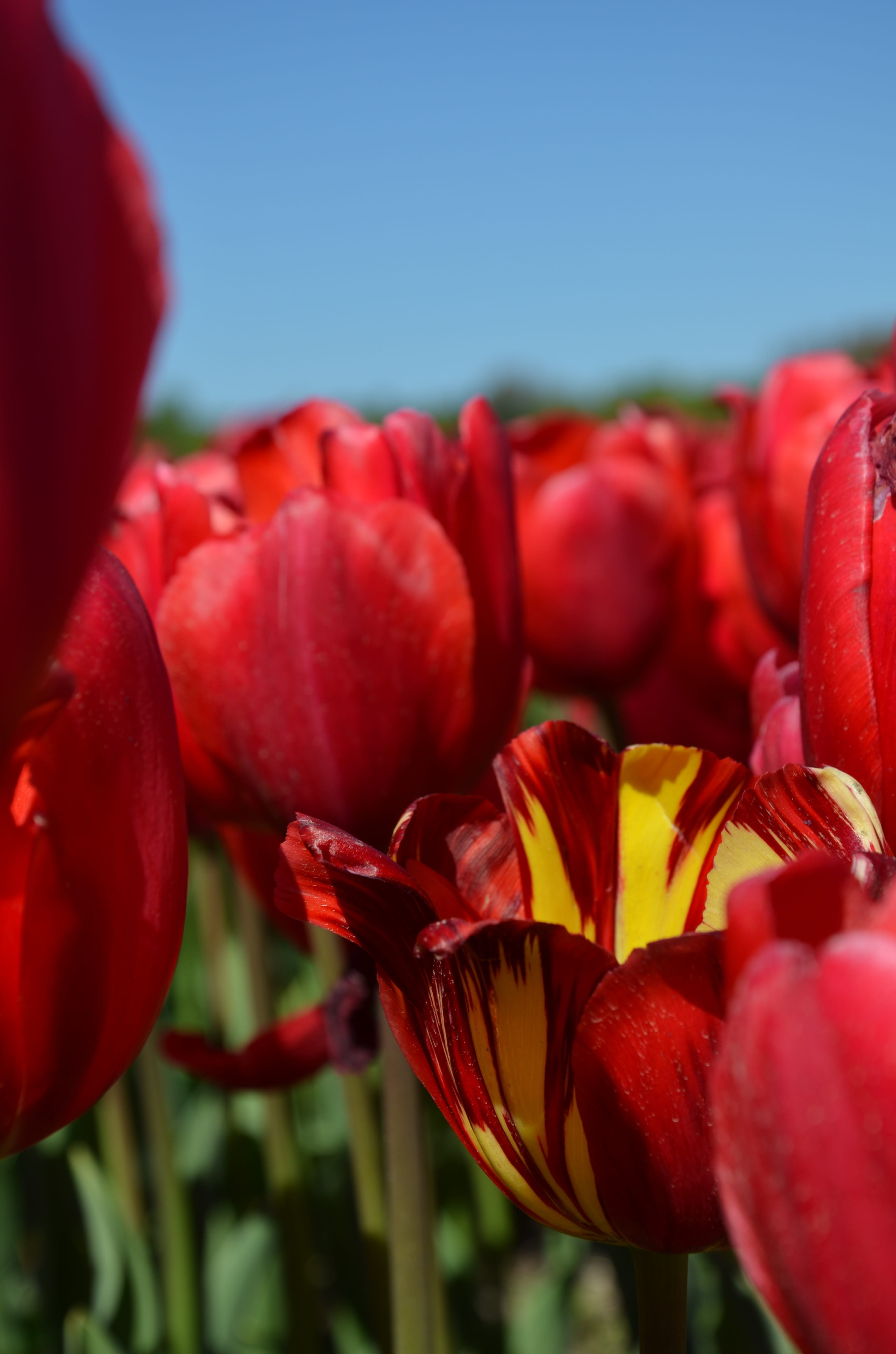 flower, no people, flowers, nature, 4K, garden flowers, petal, blooming, red tulip, cup, growth, red, red flower, the background, focus on foreground, Phone HD Wallpaper