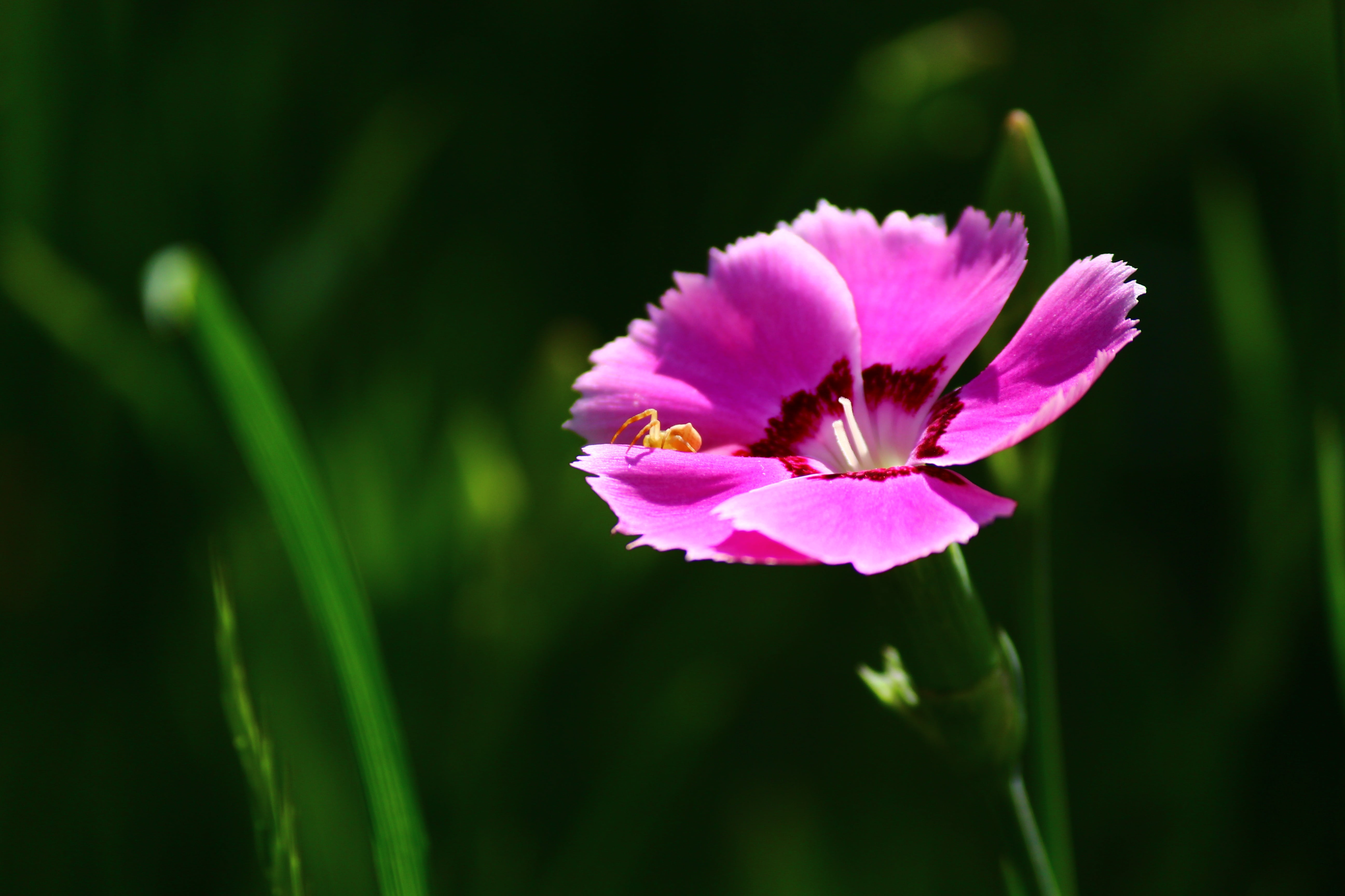 fragility, petal, beauty in nature, flowering plant, nature, 5K, green color, purple, springtime, plant, pink color, no people, close-up, growth, flower head, HD Wallpaper