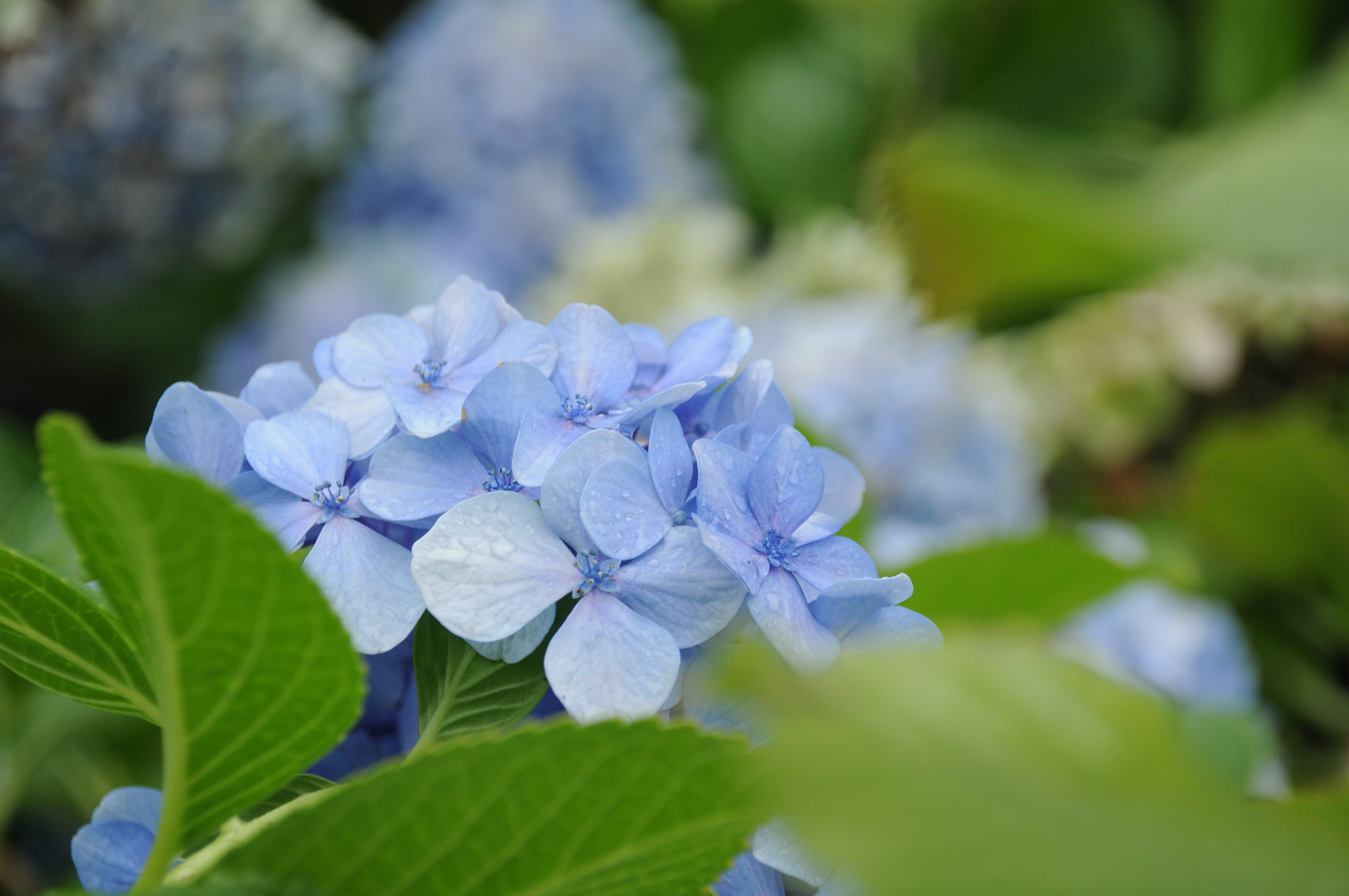 natural, flowering plant, plant, plato, plant part, inflorescence, springtime, day, lilac, freshness, focus on foreground, the median, no people, hydrangea serrata, HD Wallpaper