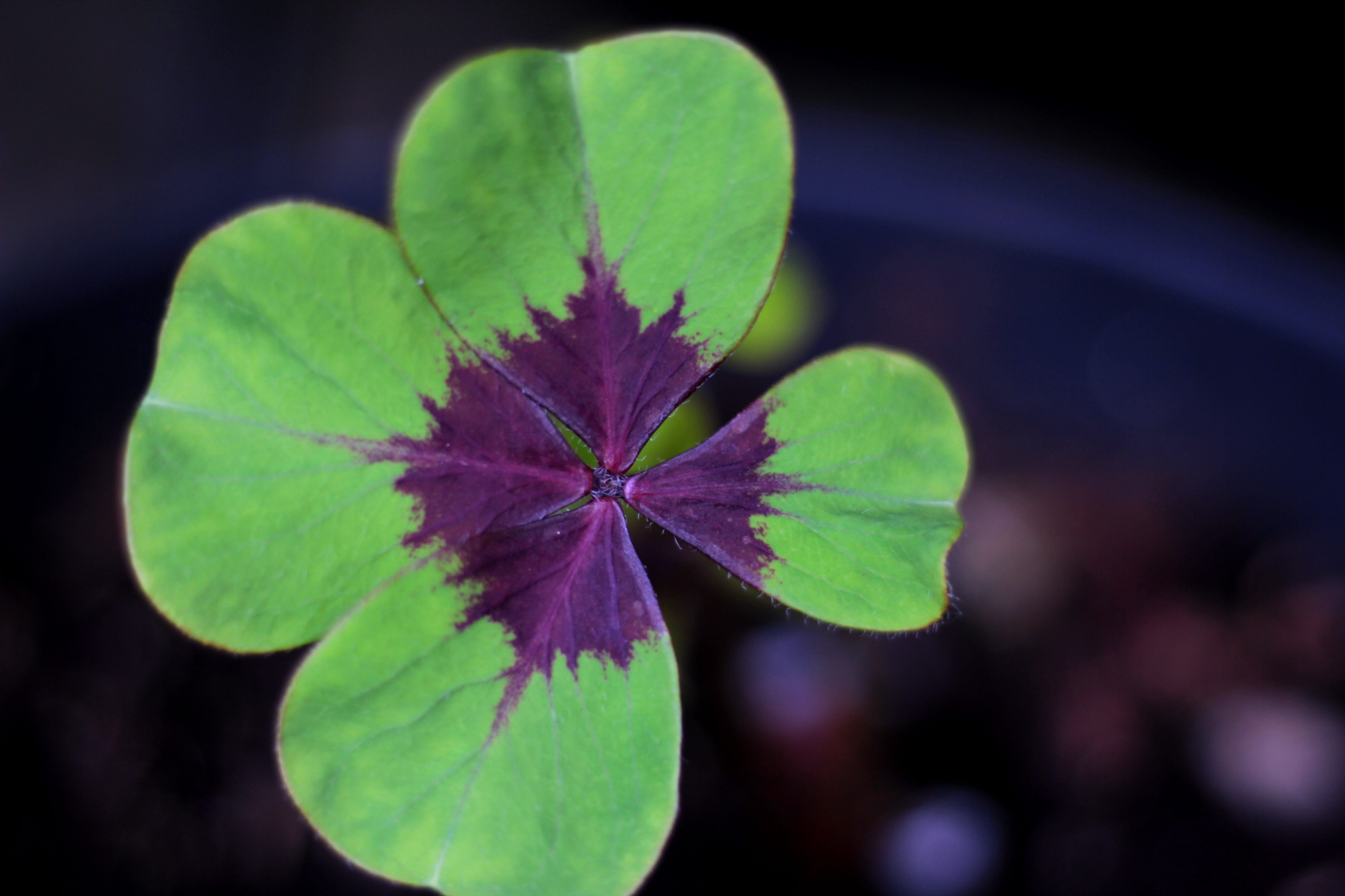shades, nature, outdoors, clover, flowering plant, plant, selective focus, green color, luck, leaf, symbolic, freshness, flower, klaverblaadjes, growth, HD Wallpaper