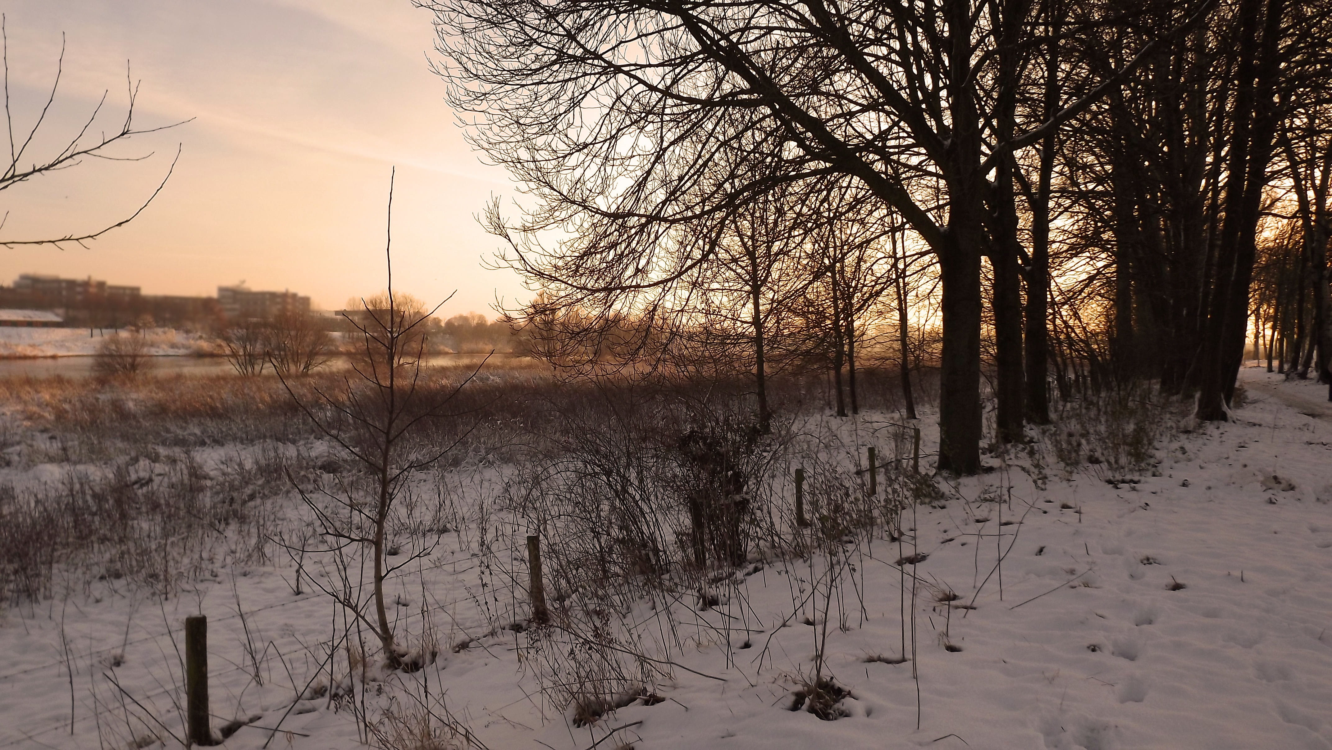 field, cold temperature, plant, De, tranquility, tree, scenics - nature, winter landscape, branch, Blerick, covering, blerick aan de maas, Aan, evening sun, HD Wallpaper