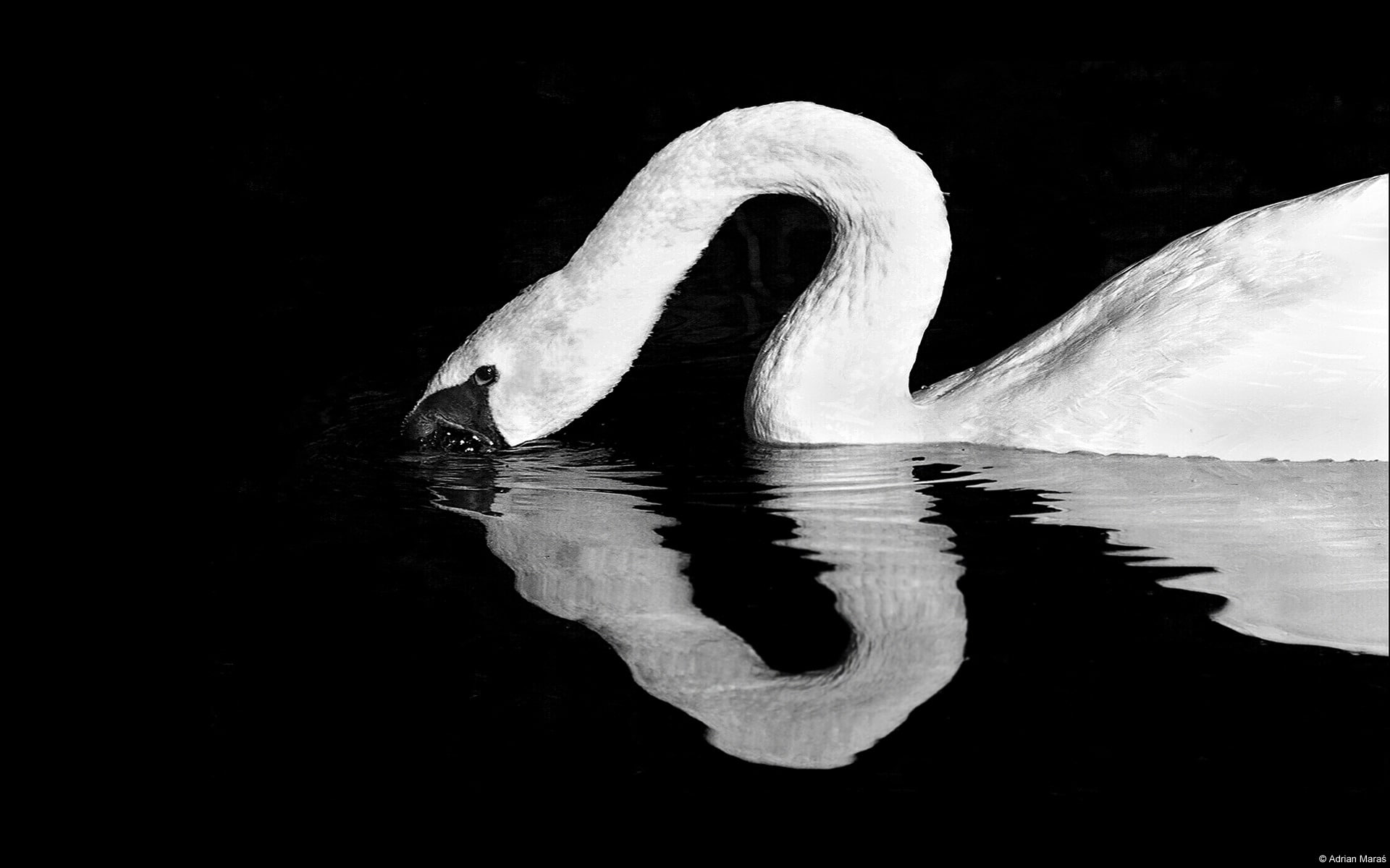 1080P, mute, vertebrate, reflection, animal wildlife, animal body part, animals in the wild, one animal, water bird, waterfront, nature, animal themes, HD Wallpaper
