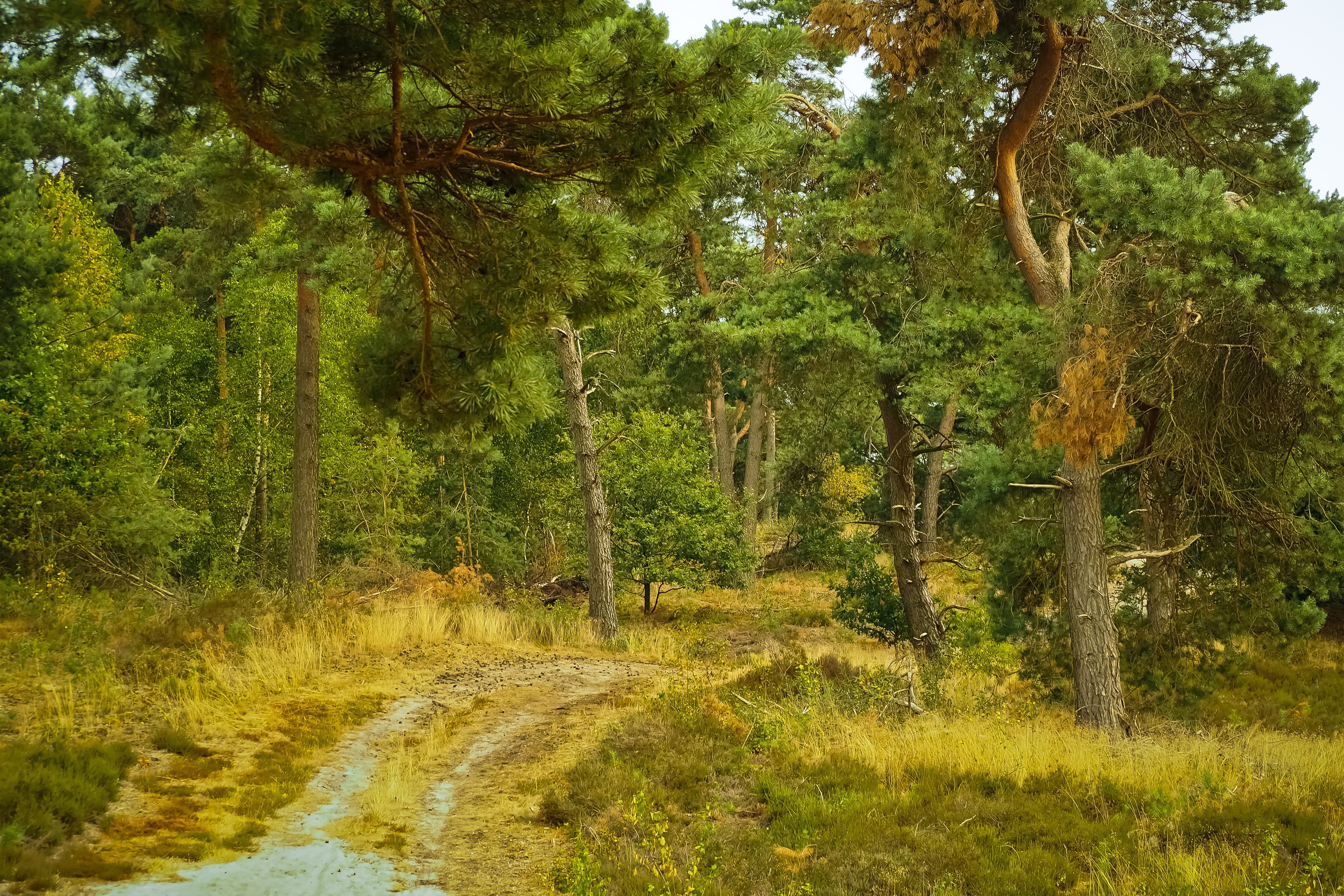 trunk, away, trail, no people, forest, silver grass, trees, national park, growth, idyllic, land, tranquility, scenics - nature, outdoors, woodland, plant, HD Wallpaper
