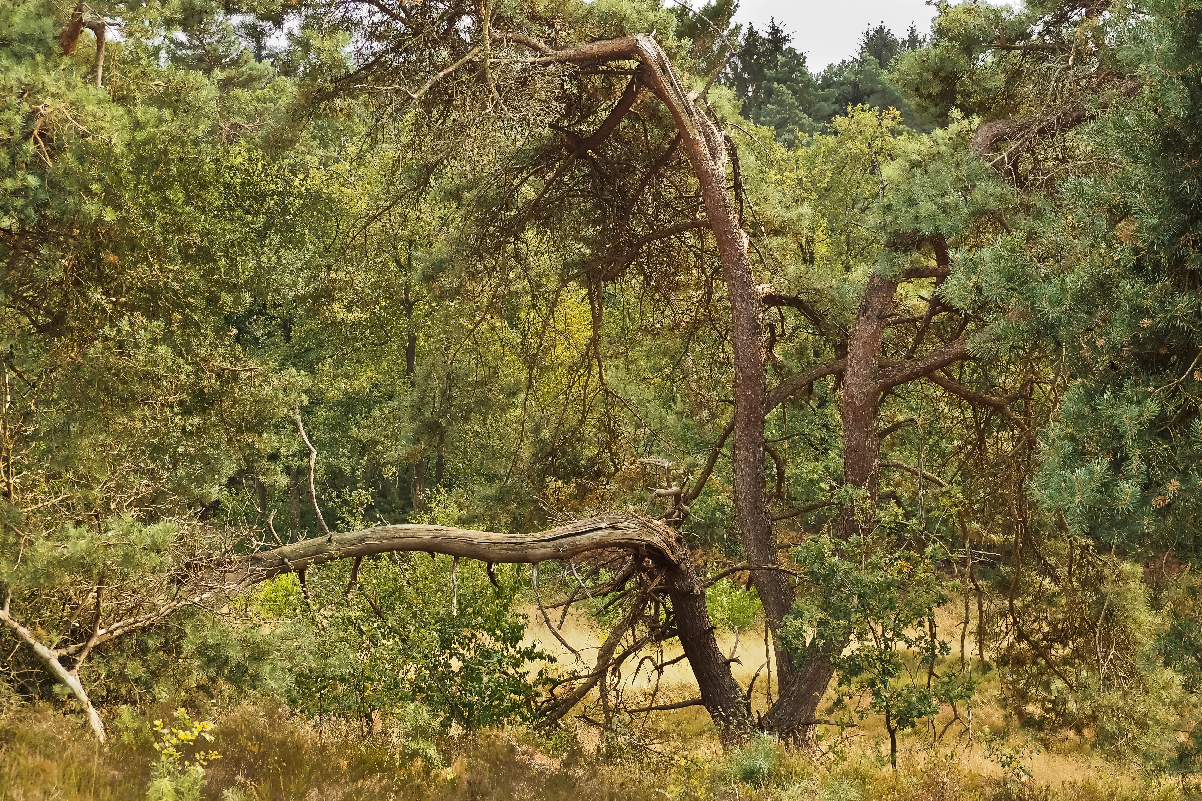 trunk, outdoors, environment, day, silver grass, idyllic, no people, national park, pine, nature reserve, rest, non-urban scene, scenics - nature, plant, HD Wallpaper
