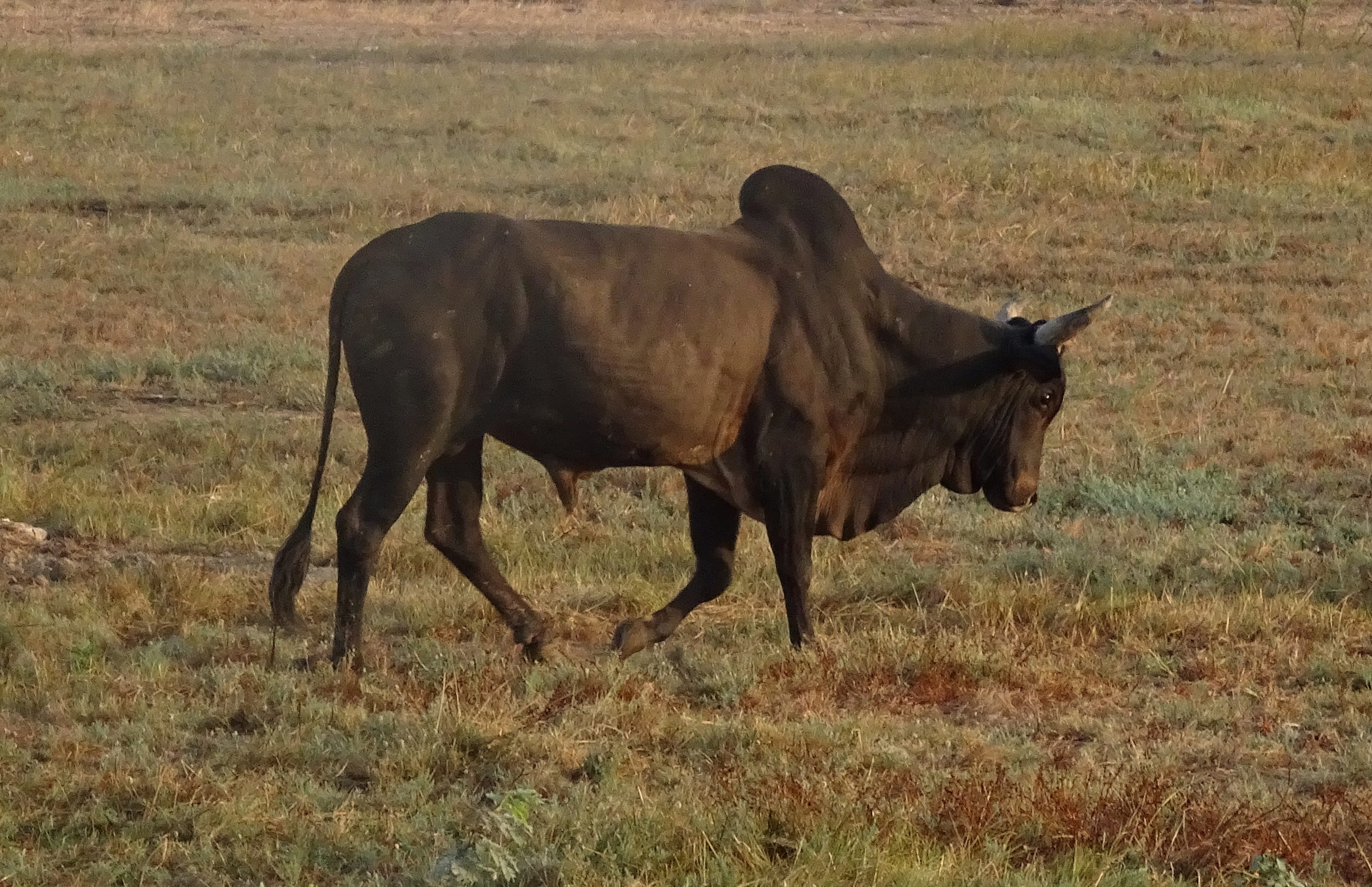plant, landscape, great rann, mammal, land, rural, kutch, india, field, nature, gujarat, ox, animal wildlife, one animal, cattle, dhordo, fuming, countryside, HD Wallpaper