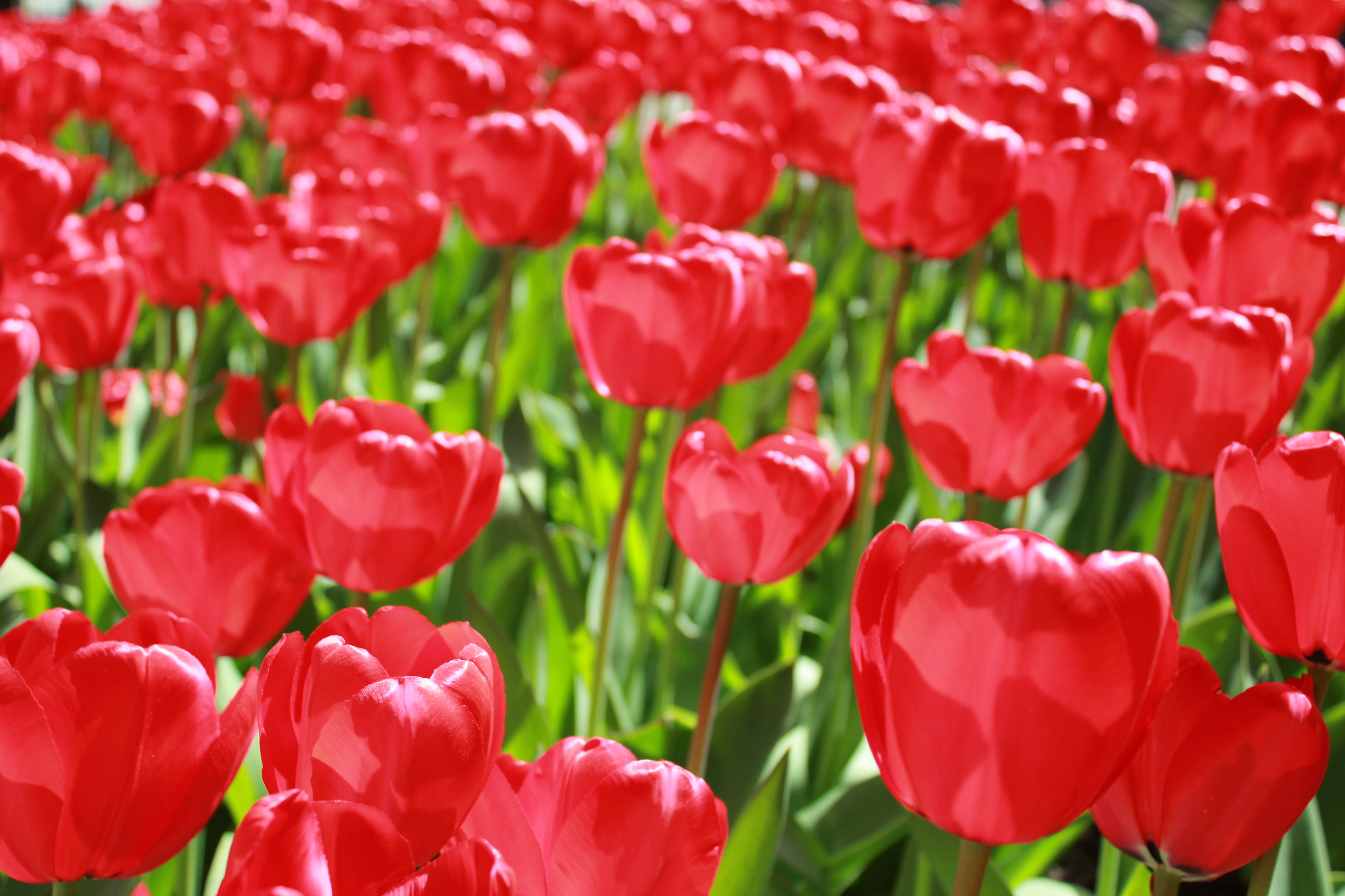 square, close-up, pink color, flower head, beauty in nature, flowers, red, growth, no people, new york, fragility, springtime, flowering plant, freshness, HD Wallpaper