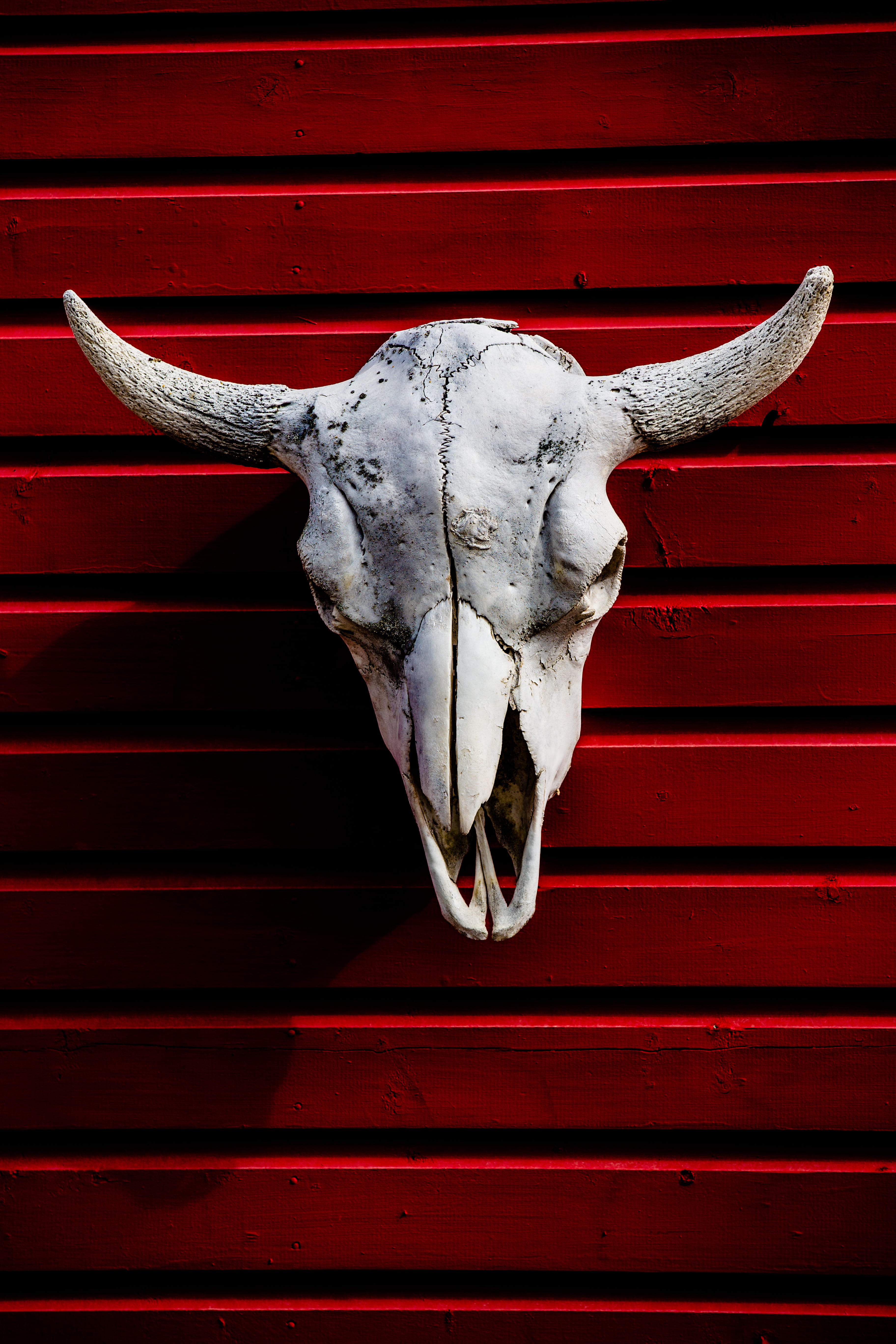 close-up, 5K, day, red, wall, decor, bone, horned, architecture, white, animal, skull, bull, wooden, fence, one animal, animal body part, wall - building feature, Phone HD Wallpaper