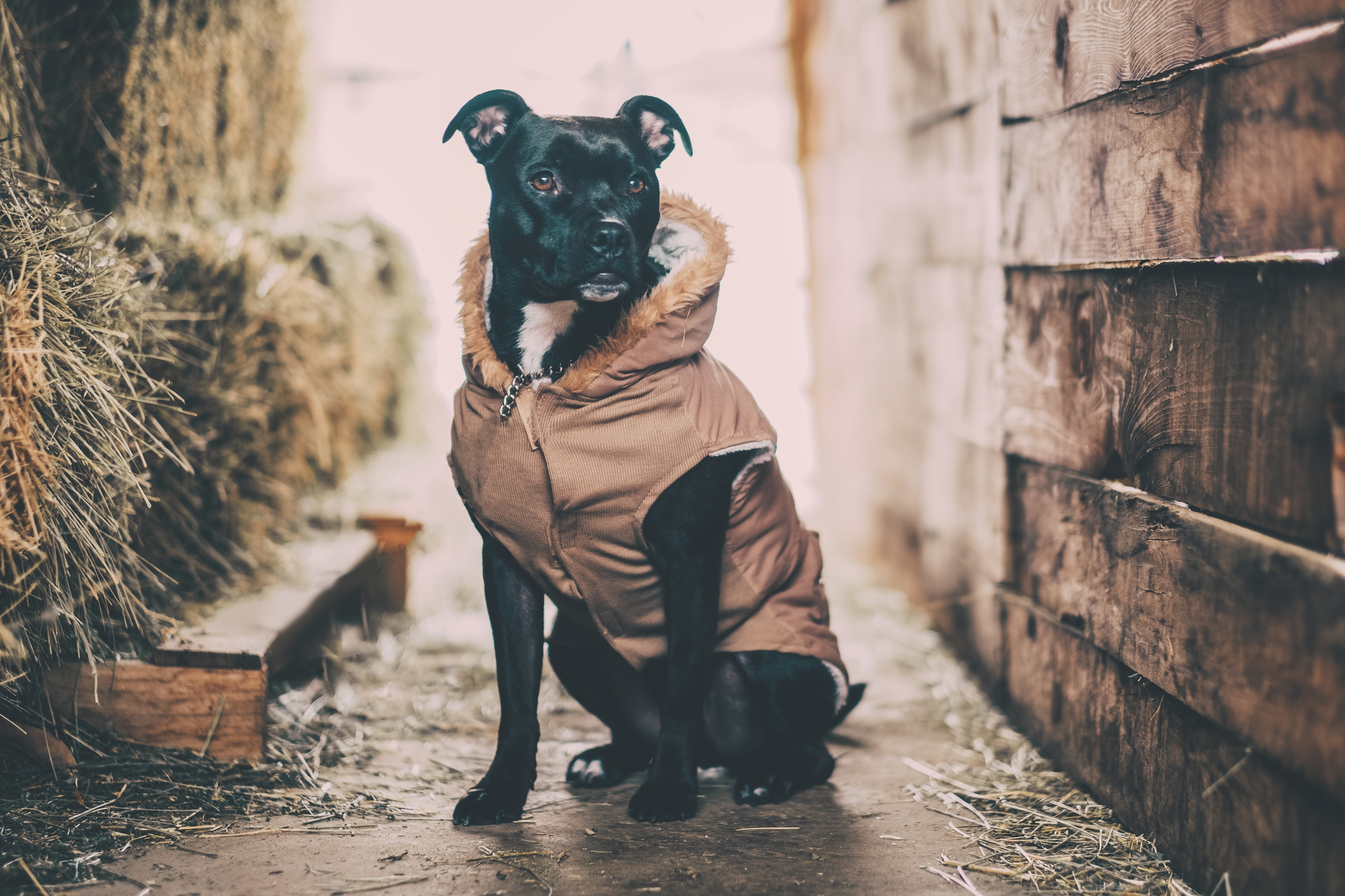 wooden, selective, hoodie, adult, warm clothing, day, animal, grass, terrier, vertebrate, dog, lined, hooded, domestic, pit, near, american, black, animal themes, HD Wallpaper