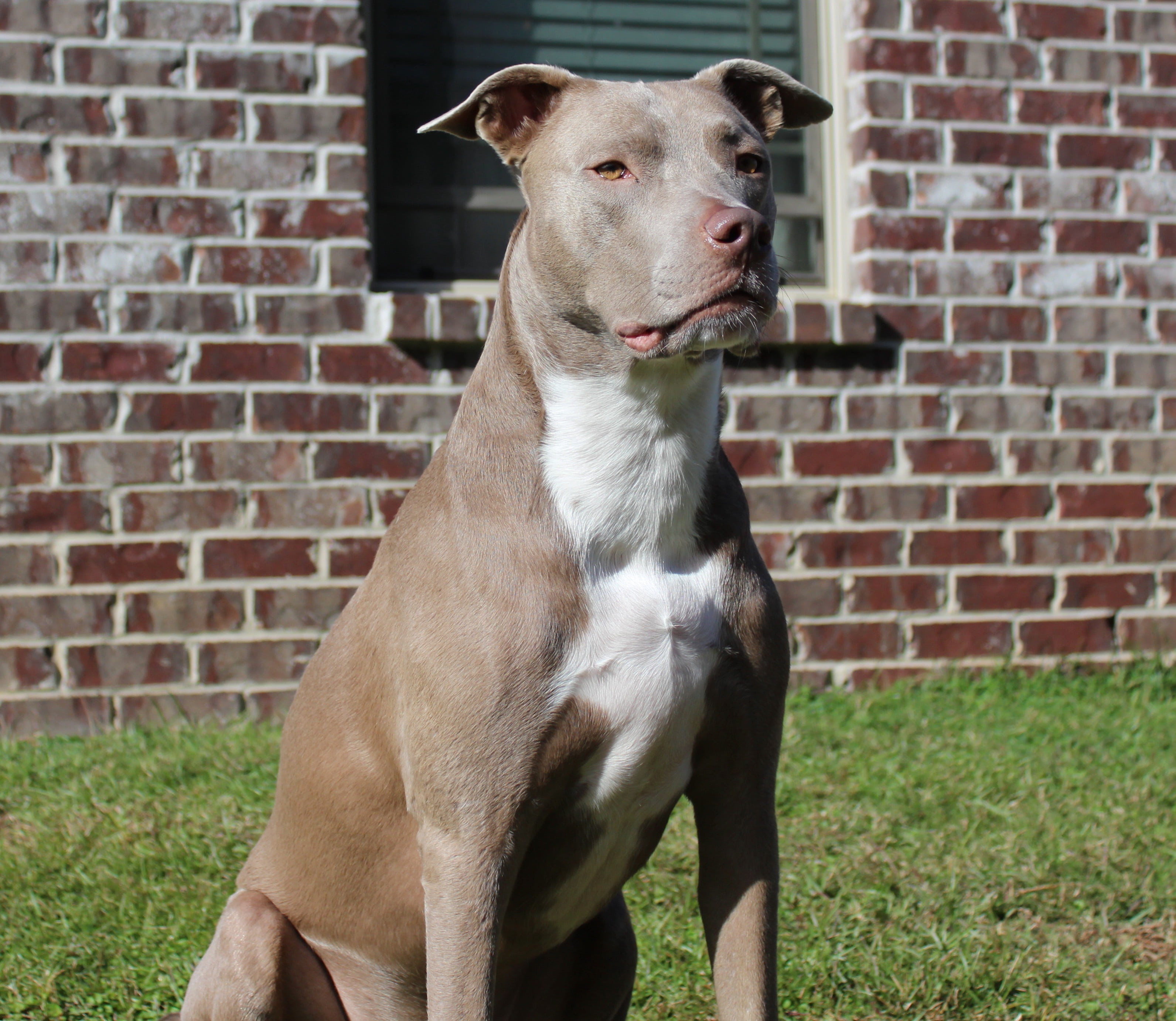 pit bull, one animal, wall - building feature, 2K, domestic animals, vertebrate, domestic, strong, animal themes, pets, canine, animal, brick wall, field, HD Wallpaper