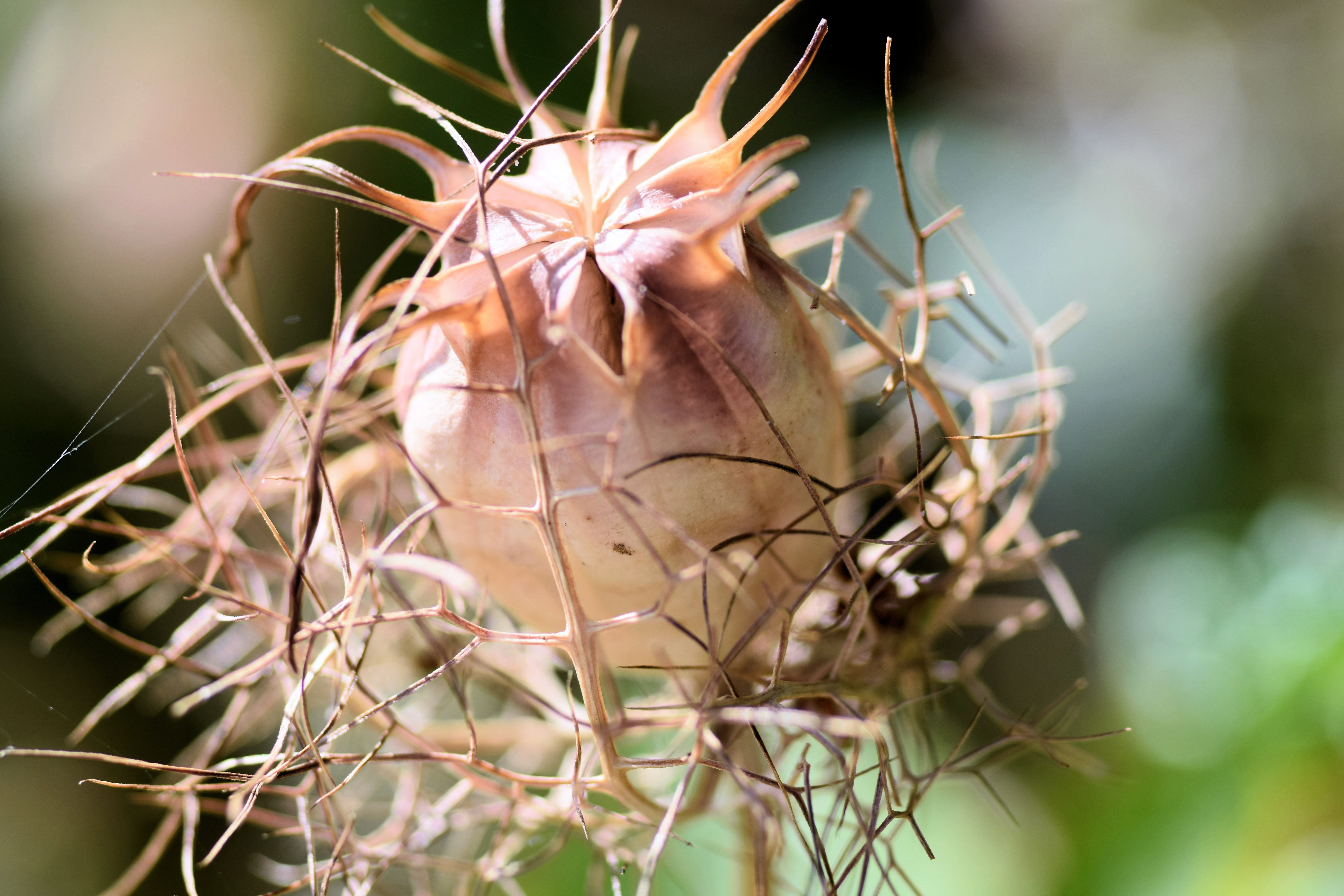 zaadbol, animal, wilted plant, flowering plant, fragility, day, juffertje in het groen, vulnerability, flower, outdoors, beauty in nature, thorn, nature, HD Wallpaper
