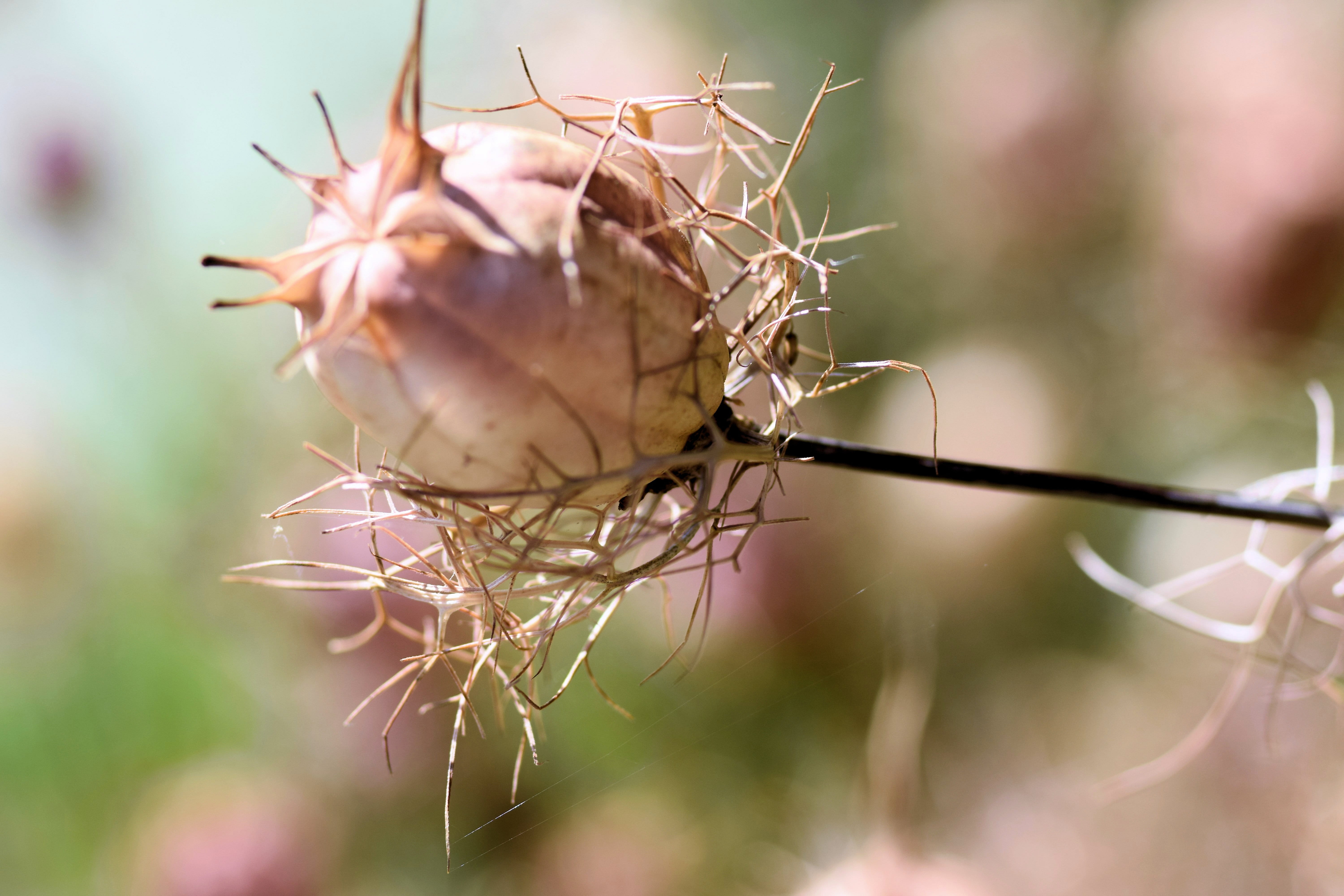 no people, growth, animal themes, beauty in nature, close-up, twig, stick - plant part, vulnerability, dried, selective focus, nature, animal wildlife, HD Wallpaper
