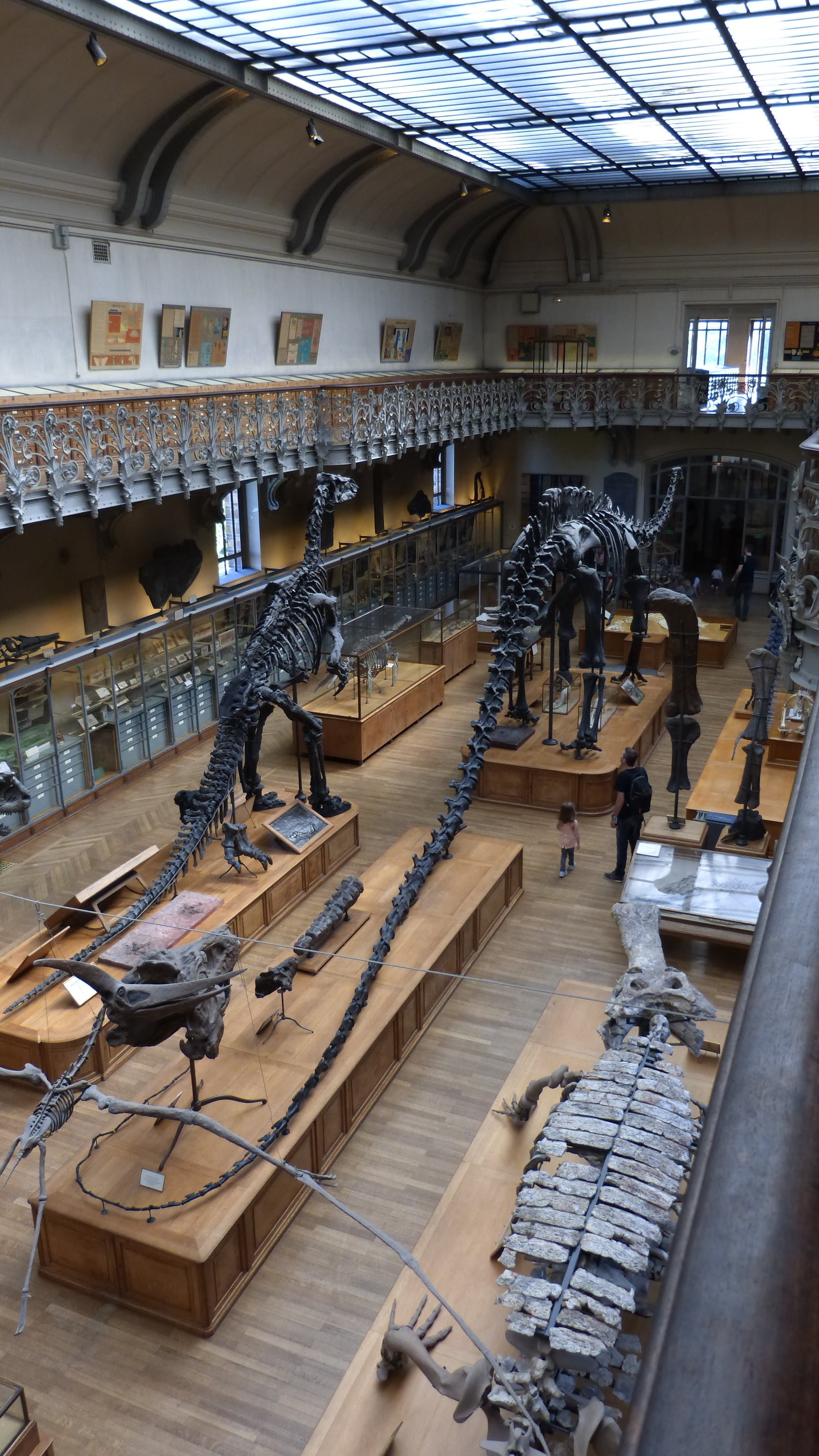 in a row, indoors, publication, large group of objects, skeleton, abundance, dinosaur, no people, collection, wood - material, sport, high angle view, prehistoric times, Phone HD Wallpaper