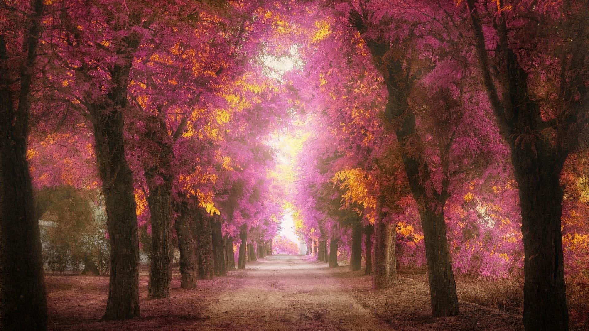 pink, 1080P, roads, trees, to heaven scenery, pink leaves, parks, heaven, scenery, leaves, HD Wallpaper