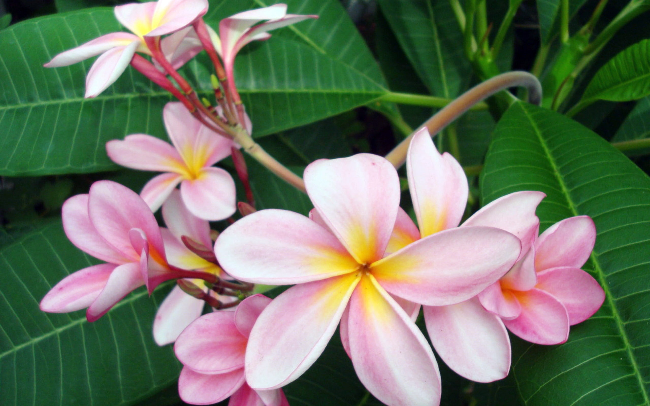  wide, pink, friend, dear, plumeria, adi, 2K, HD Wallpaper