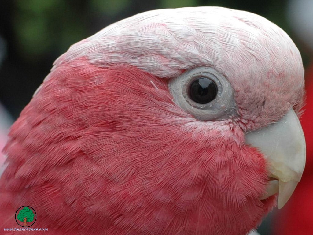 480P, art, BIRDS, hd, adi, animals, HD Wallpaper