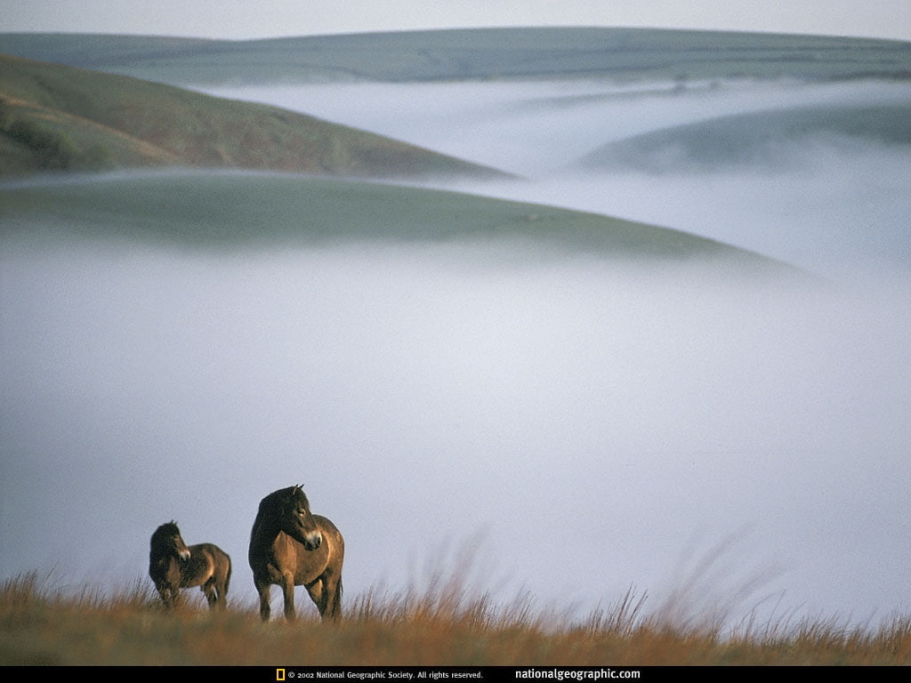 other, hd, 480P, adi, animals, art, HD Wallpaper
