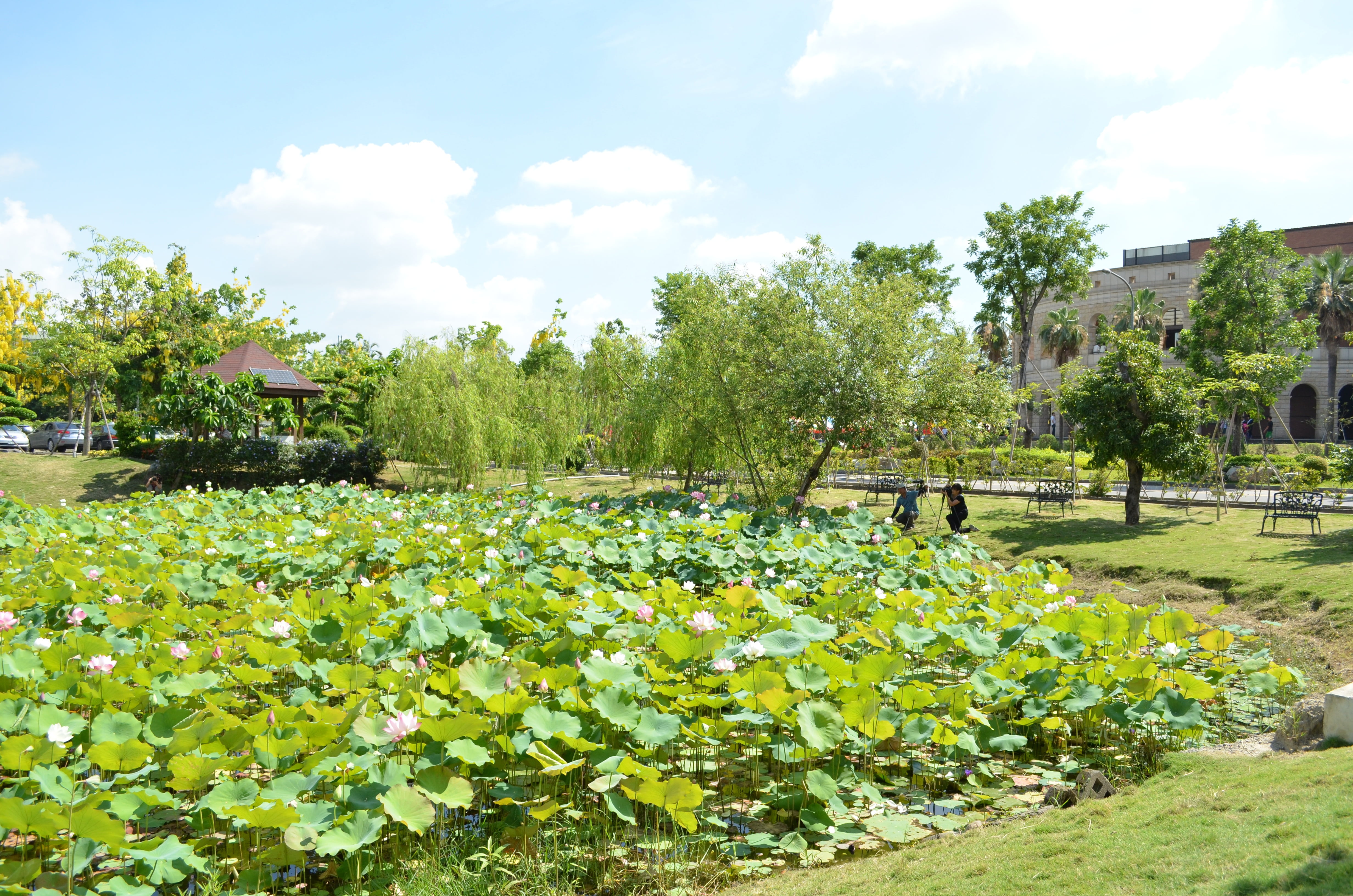 green color, blue day, day, flower, baiyun, beauty in nature, cloud - sky, 4K, architecture, nature, land, tranquility, growth, plant, leaf, no people, HD Wallpaper