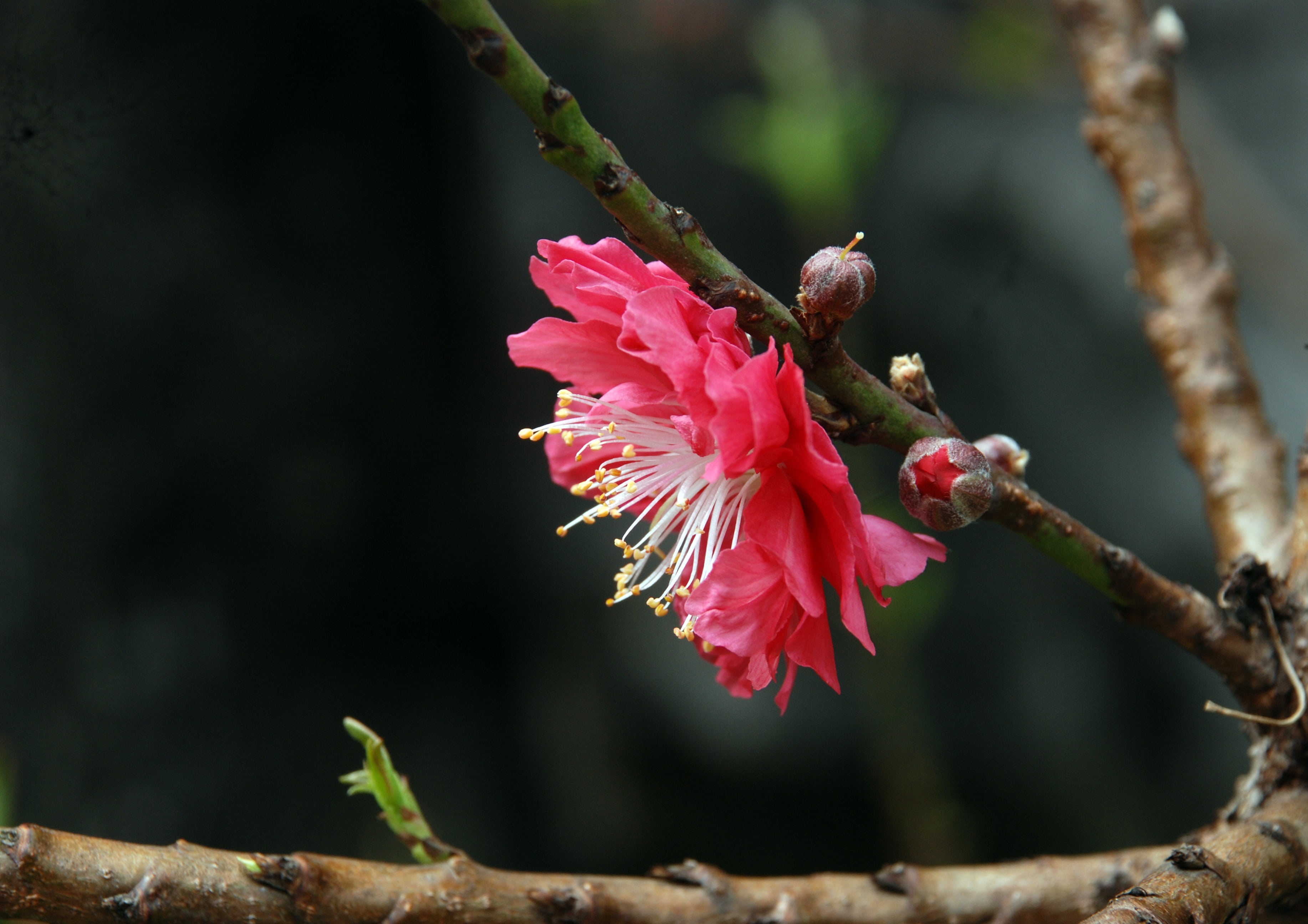 vulnerability, peach blossom, flower head, close-up, pink color, tourism, pink flower, focus on foreground, tree, branch, flower, nature, day, petal, no people, HD Wallpaper