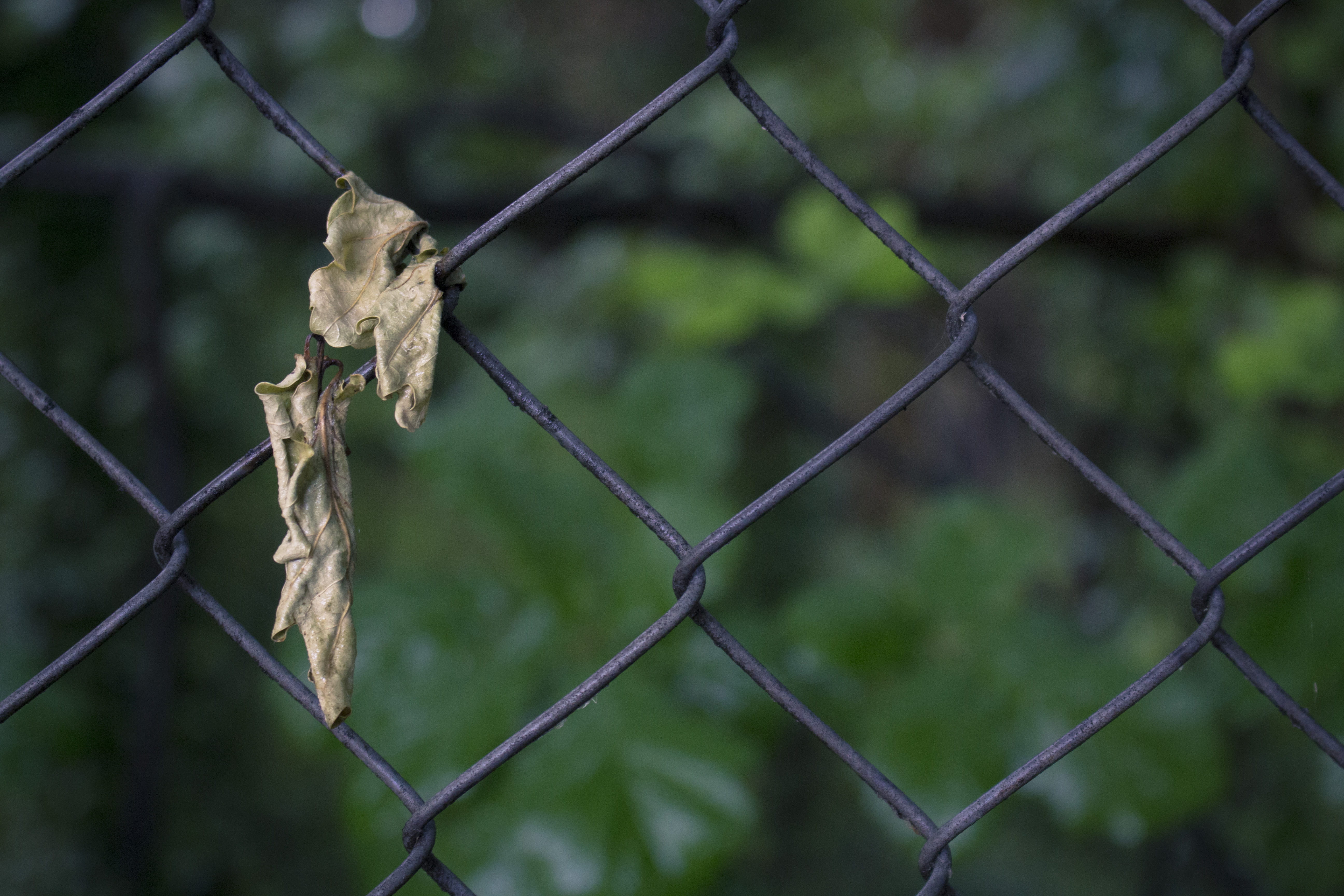 fence, forest, exclusion, united kingdom, focus on foreground, chainlink fence, greenery, crystal palace, outdoors, 5K, no people, close-up, animals in the wild, HD Wallpaper