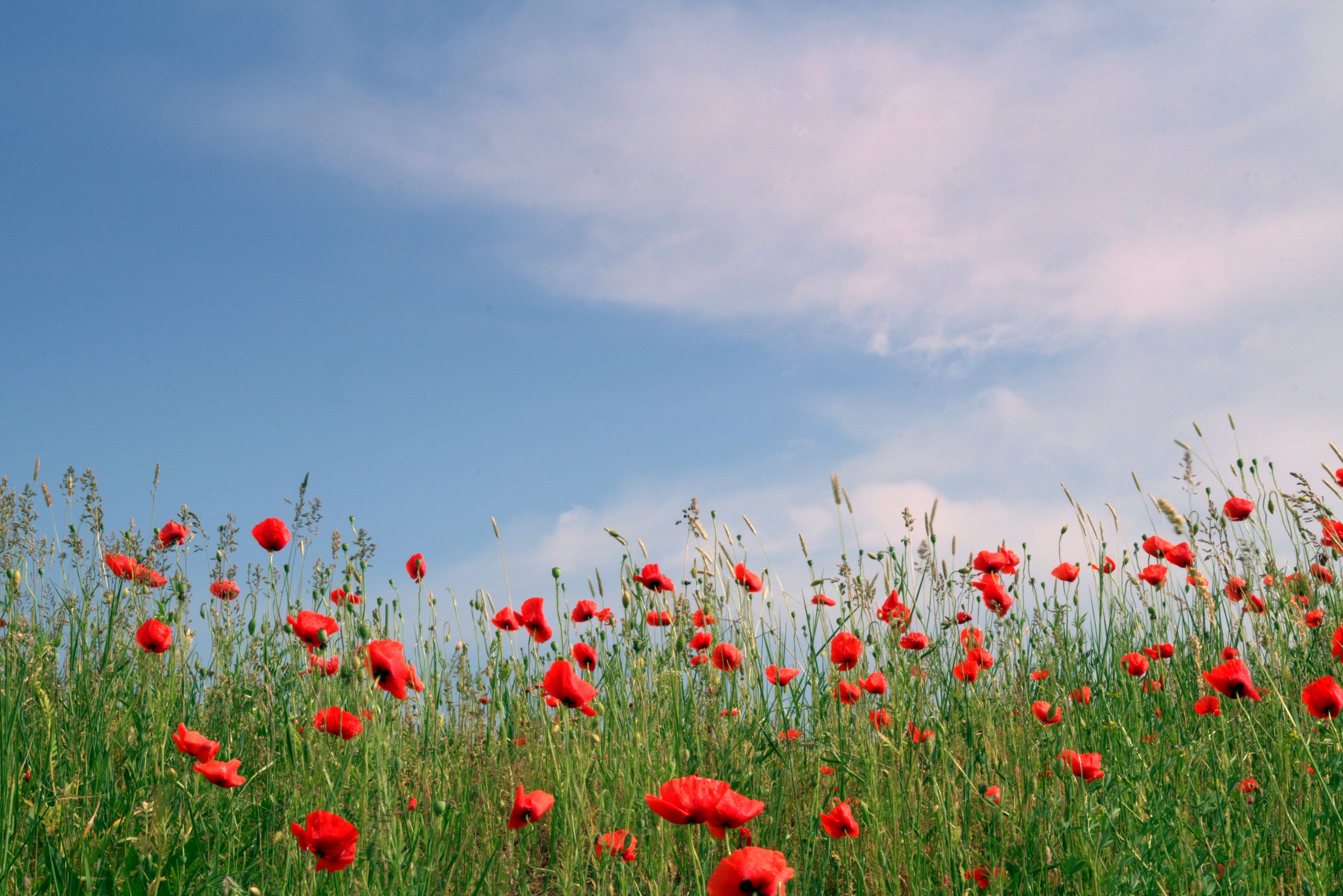 springtime, non-Urban Scene, poppy flower, landscape, flowerbed, meadow, field, beauty In Nature, growth, petal, cloud - Sky, plant, flower, nature, Poppy, HD Wallpaper