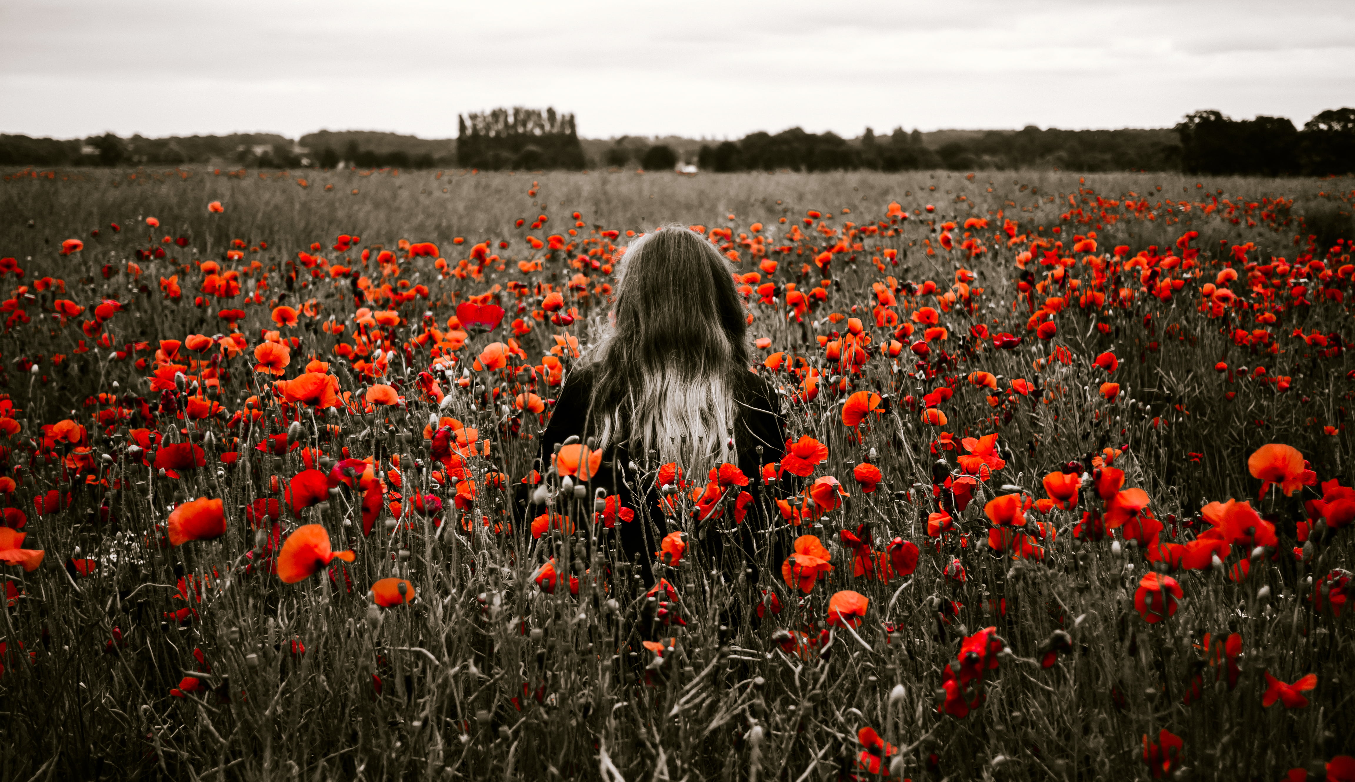 flowers, farm, landscape, rear view, agriculture, poppy, beauty in nature, grass, 4K, daytime, adult, one person, petaled, nature, red, flowerbed, hair, HD Wallpaper