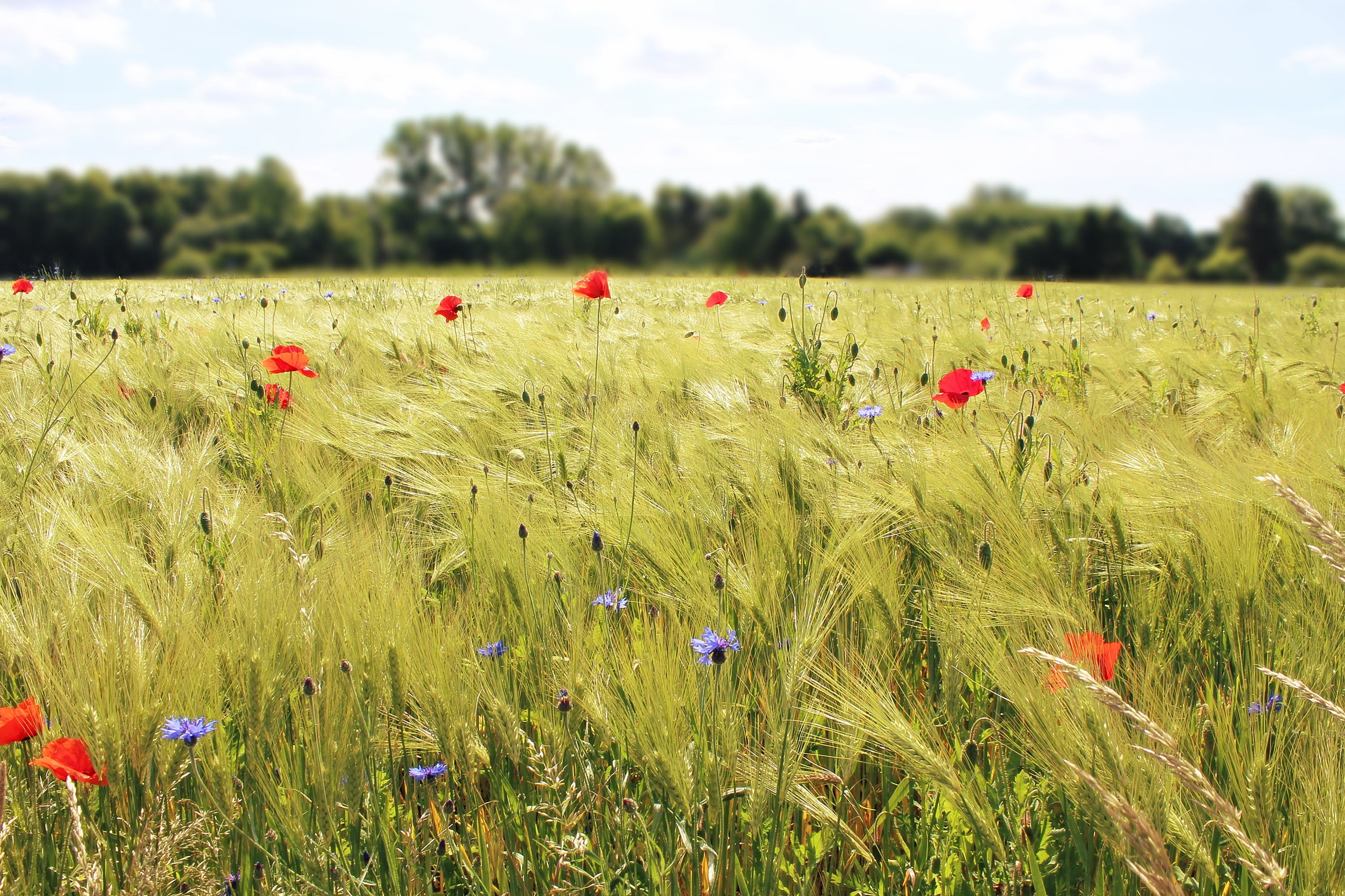 cereal plant, agriculture, field, gold, flower, meadow, daytime, land, wheat field, lighting, sky, environment, grain, flowers, no people, summer, tranquility, HD Wallpaper