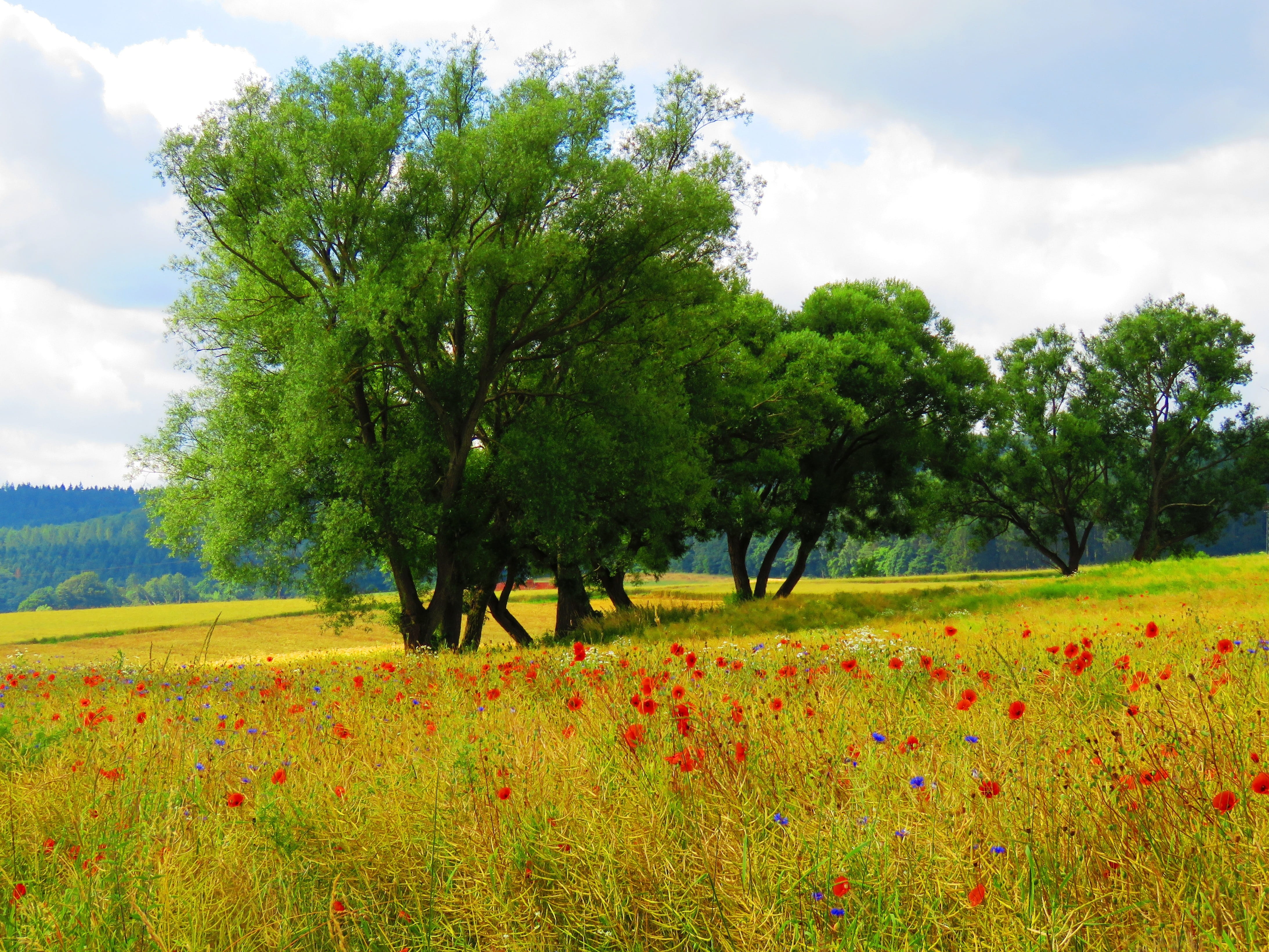 scenics - nature, colorful, sky, trees, cloud - sky, flower meadow, day, plant, green color, klatschmohn, beside, scenics, growth, flowers, grass, red, HD Wallpaper
