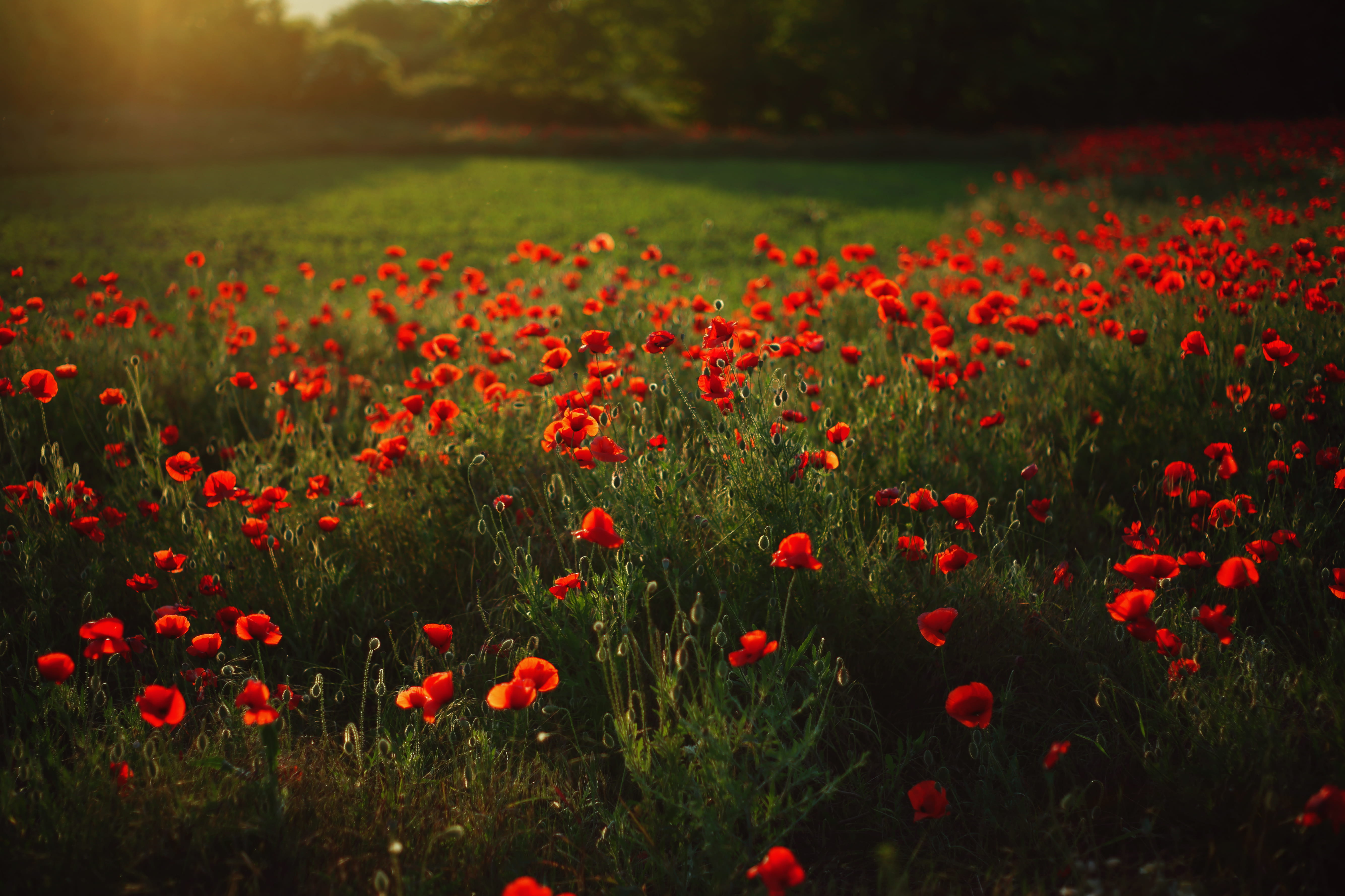 close-up, red, nature, petaled, tranquility, beauty in nature, poppy, vulnerability, environment, plant, sunset, fragility, flowerbed, outdoors, sunrise, HD Wallpaper
