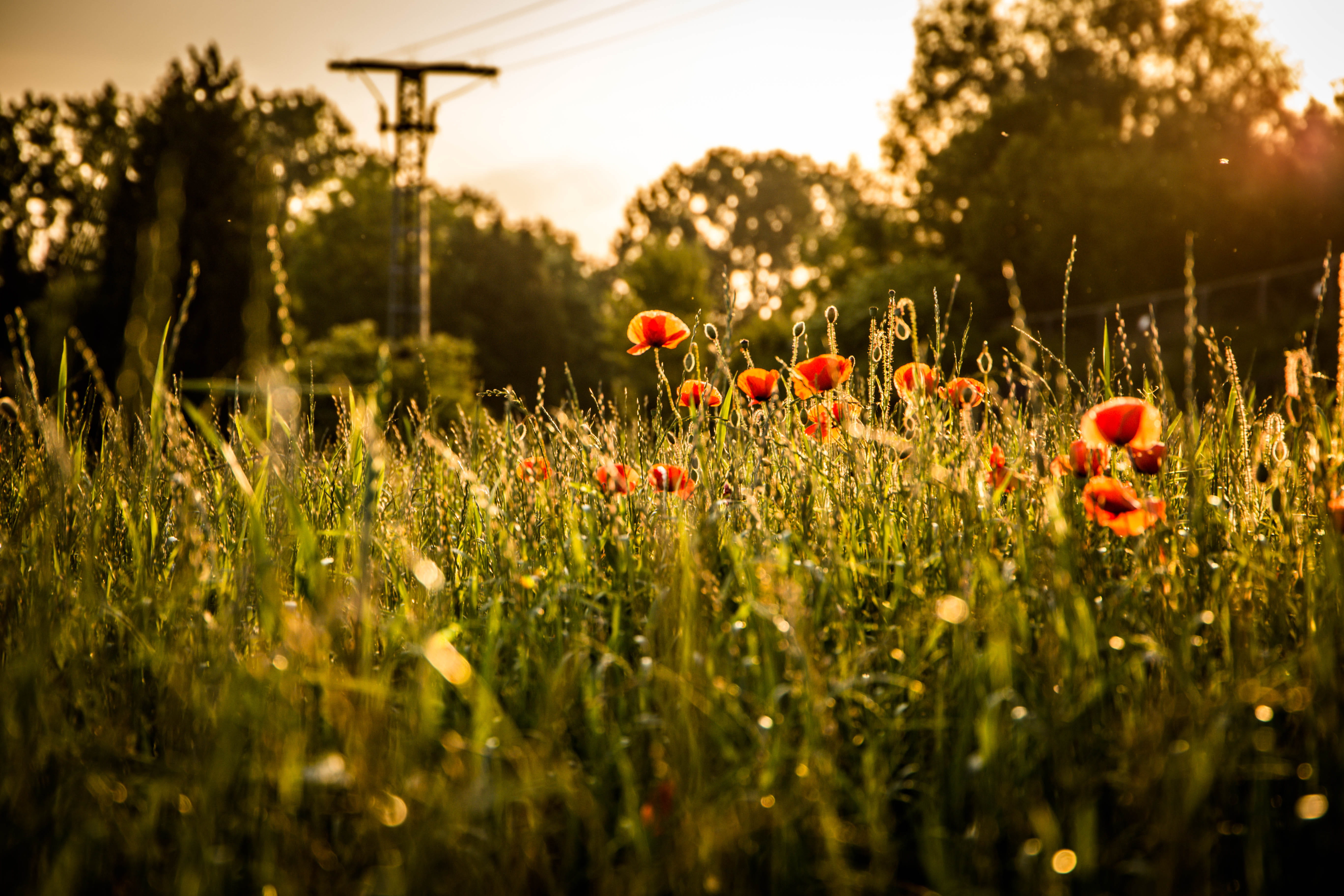 scenery, land, close-up, blossom, sunset, near, beauty in nature, flora, sky, tree, landscape, flowering plant, fragility, lawn, outdoors, grass, plant, HD Wallpaper