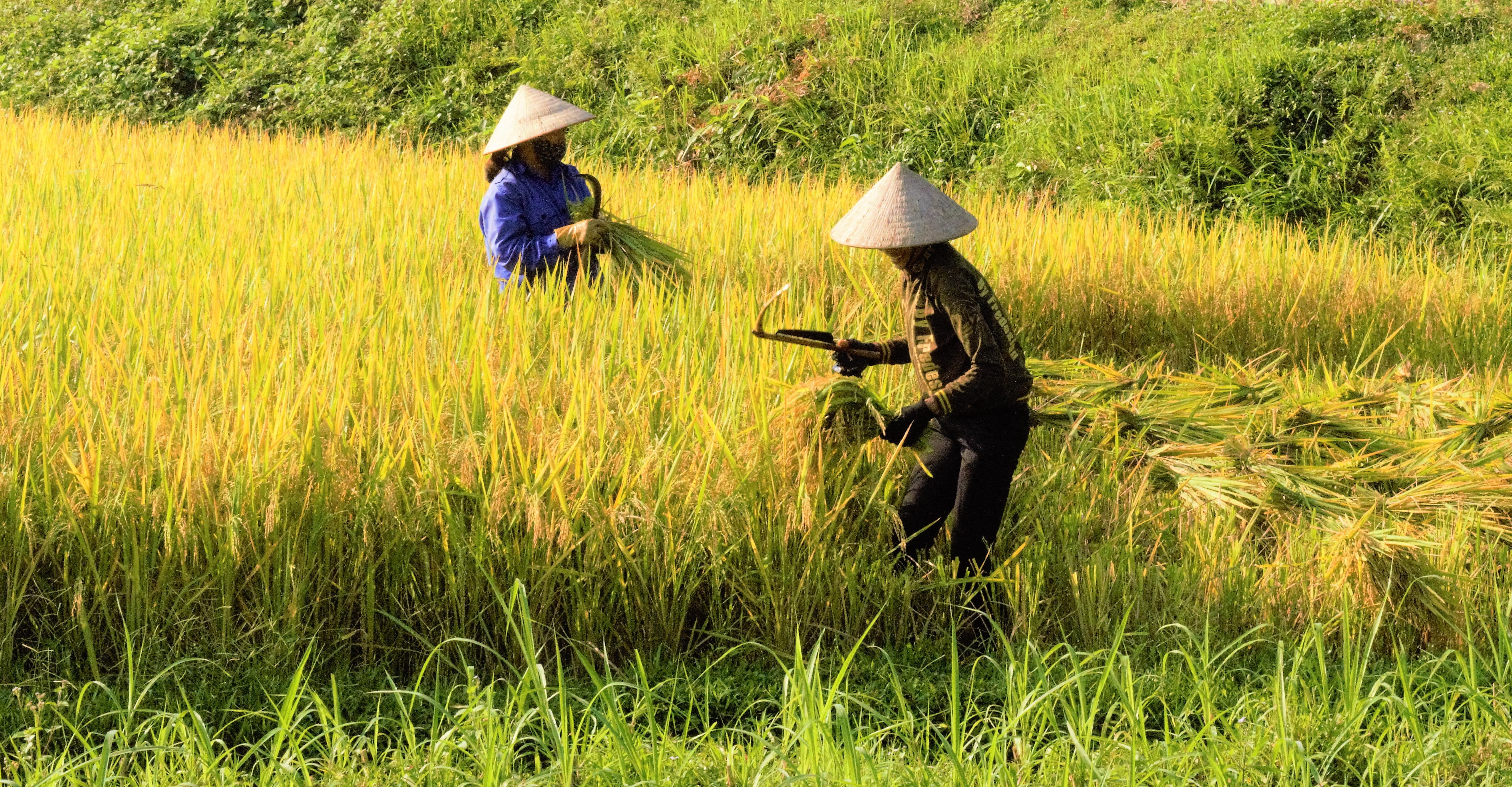 outdoors, field, the cloud, neck, tree, scenery, real people, Rice Fields, thot, sunset, the mother, asian style conical hat, crop, land, agriculture, farmer, HD Wallpaper