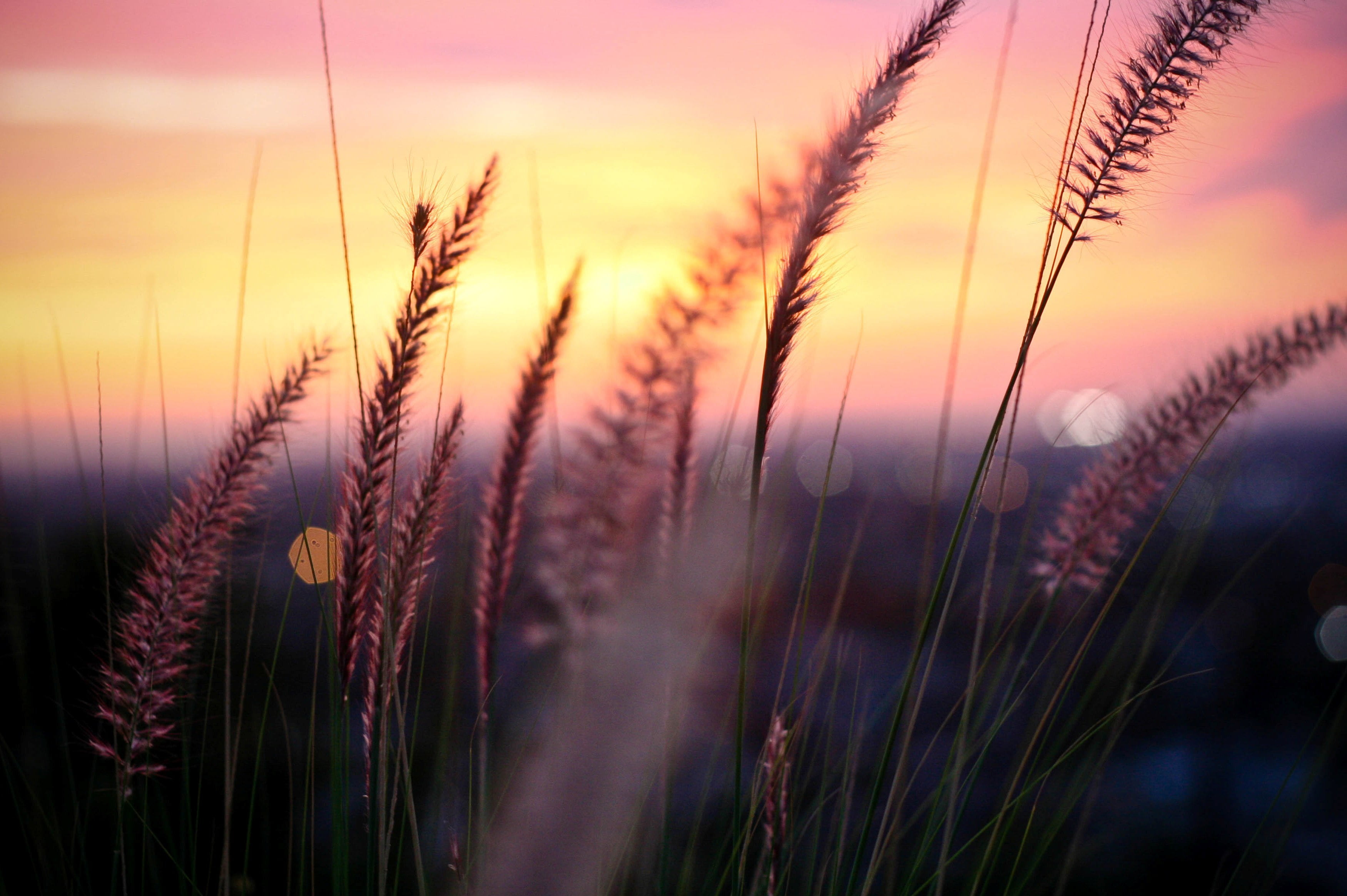 2K, path, freshness, field, land, widescreen, tranquility, autumn, defocused, blue, dawn, cereal plant, grass, HD, yellow, meadow, HD Wallpaper